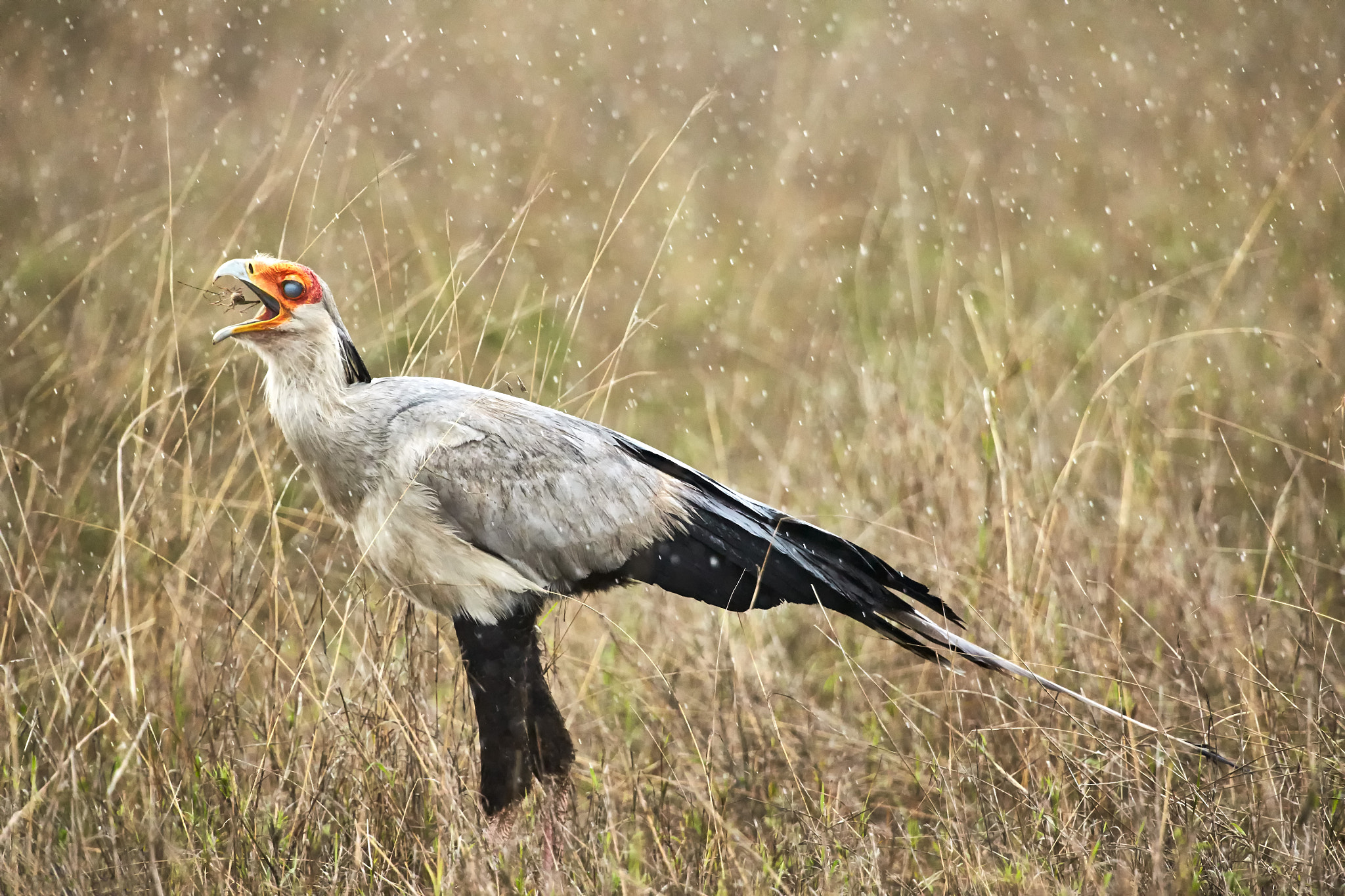 Canon EOS-1D X sample photo. Eating in the rain photography