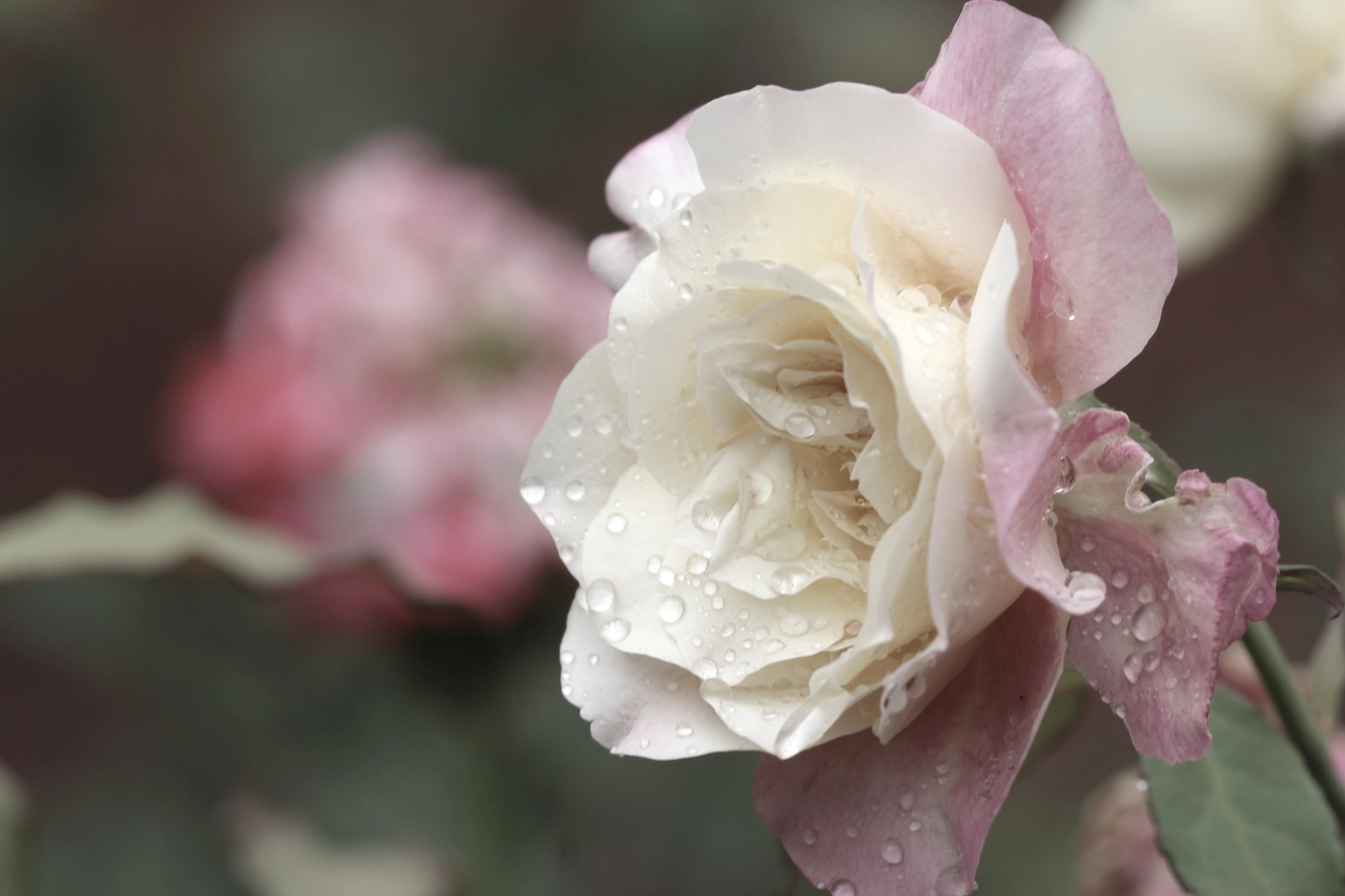 Sigma 150mm f/2.8 EX DG OS HSM APO Macro sample photo. Tons photography