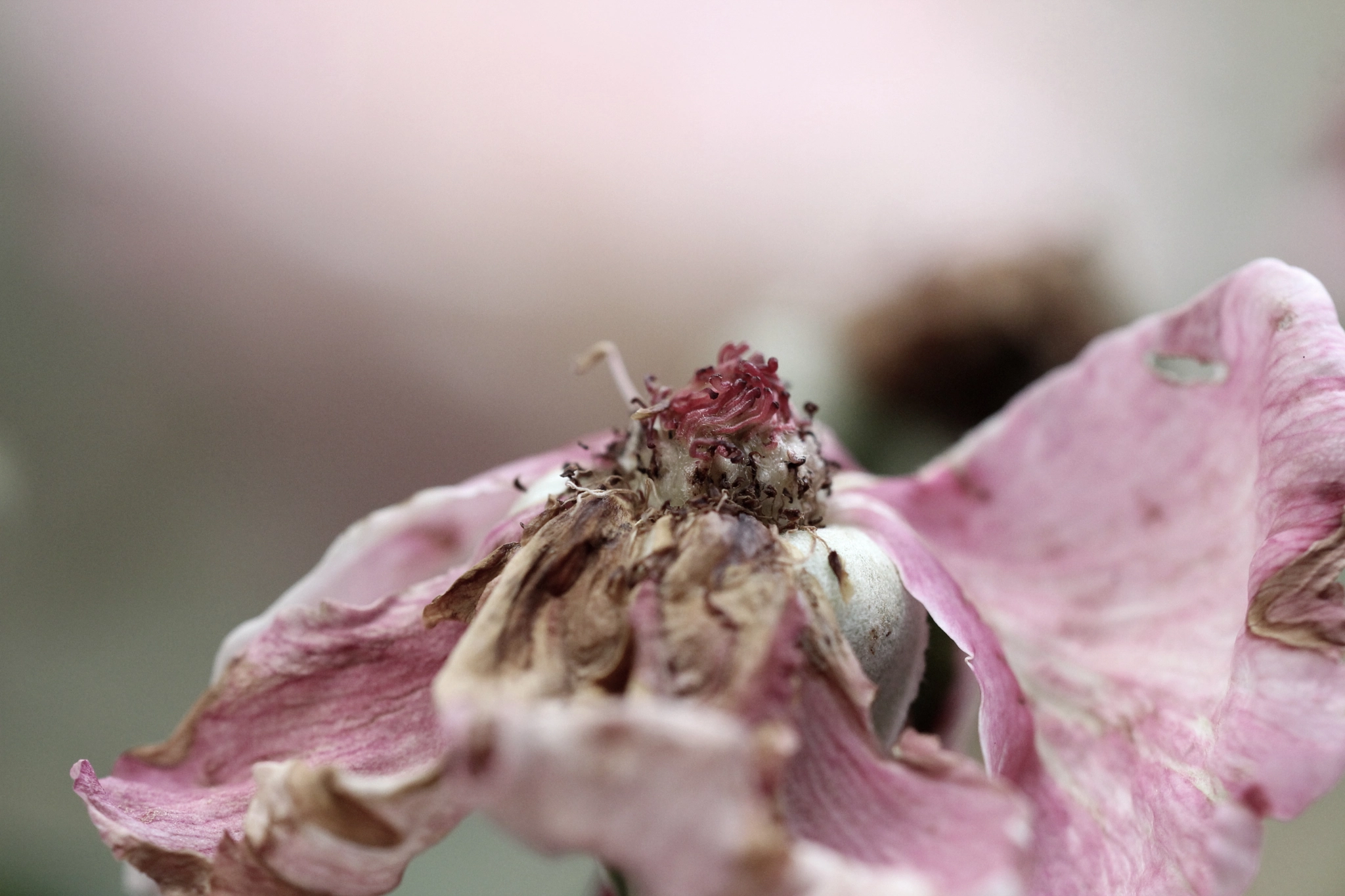 Sigma 150mm f/2.8 EX DG OS HSM APO Macro sample photo. Decadência photography