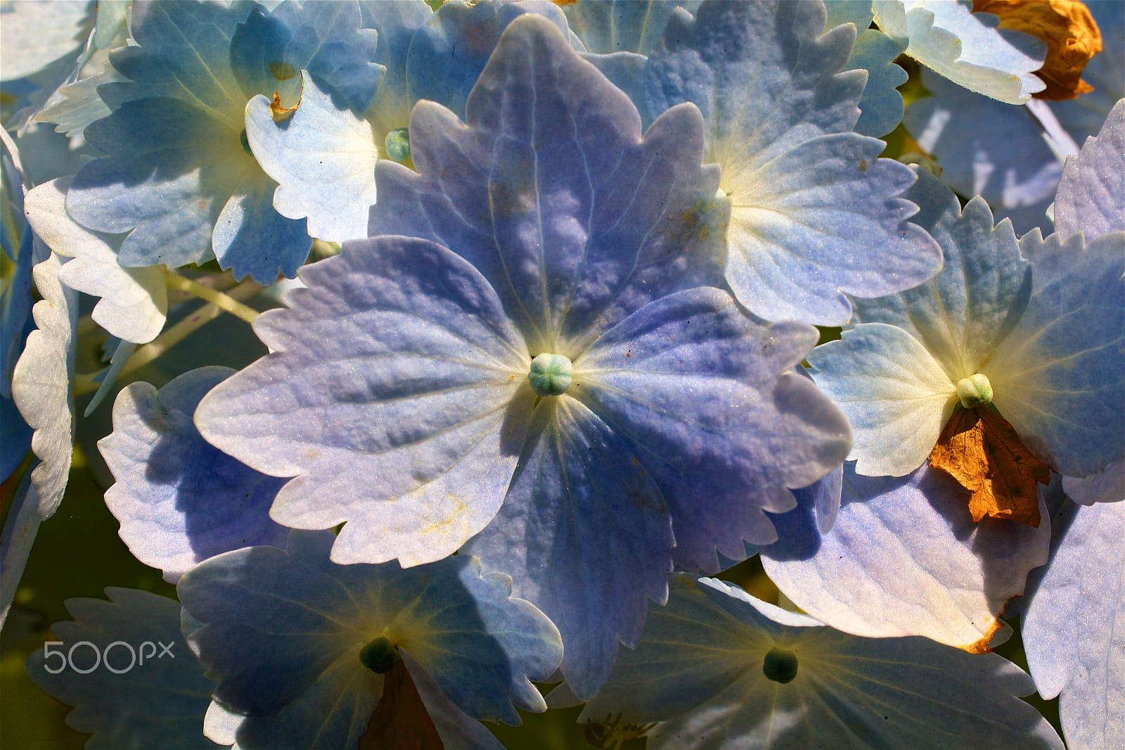 Canon EF 50mm F2.5 Macro sample photo. Floral plenitude photography