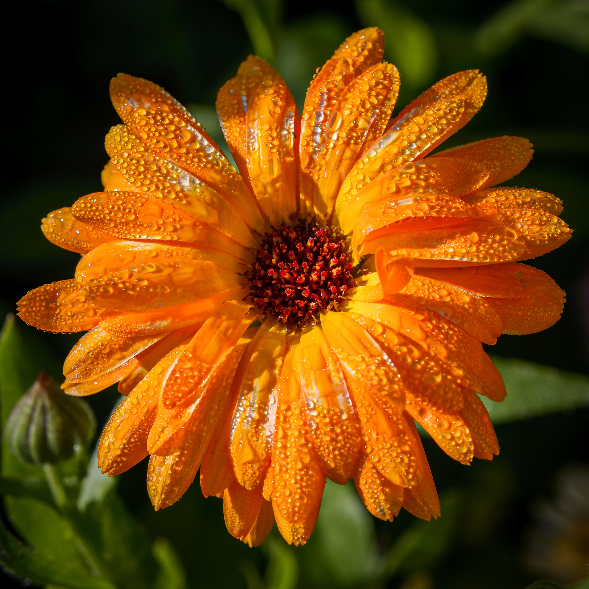 Nikon D800 + AF Nikkor 50mm f/1.8 sample photo. Morning dew photography