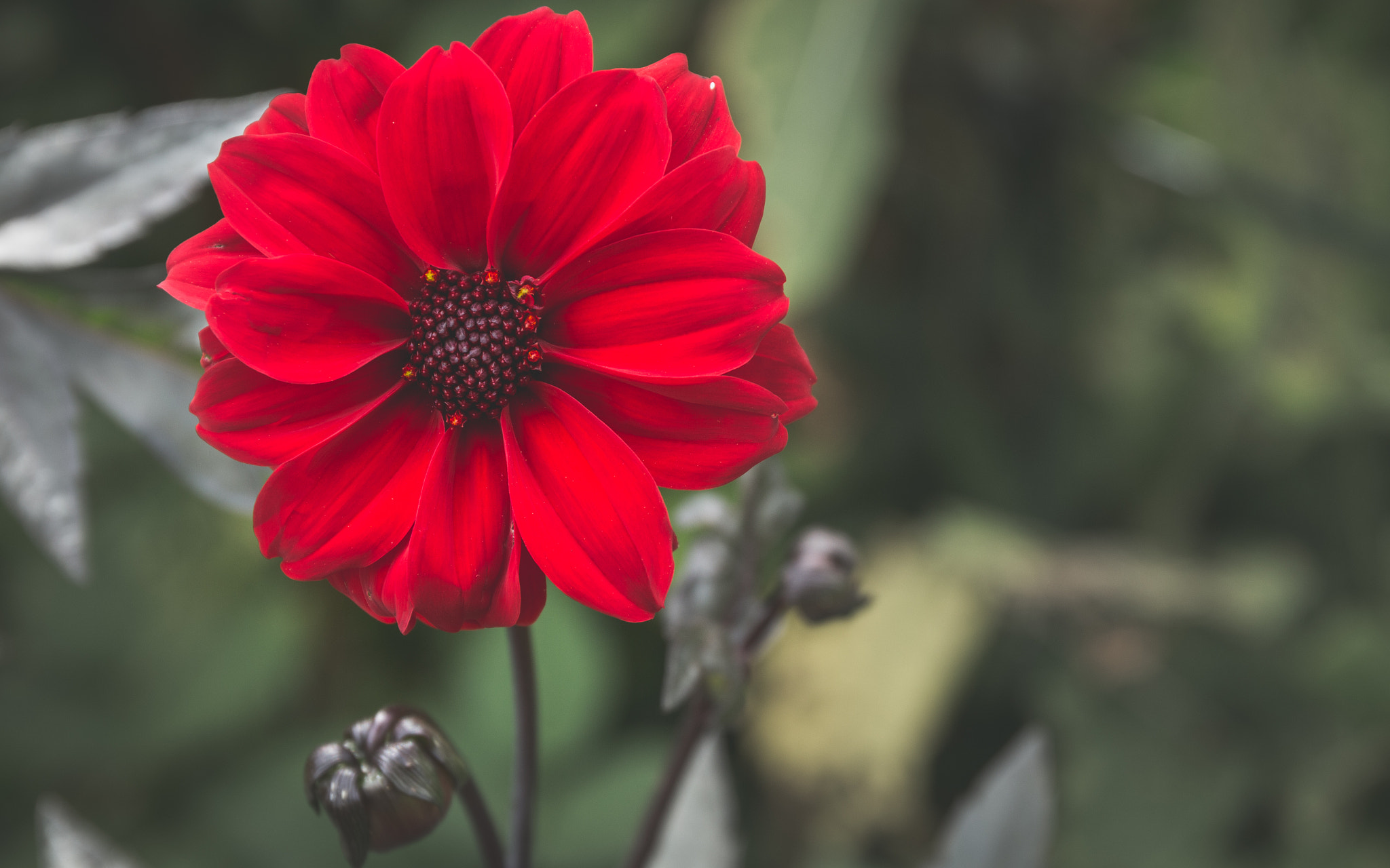 Canon EF 24-70mm F4L IS USM sample photo. Soul lifter photography