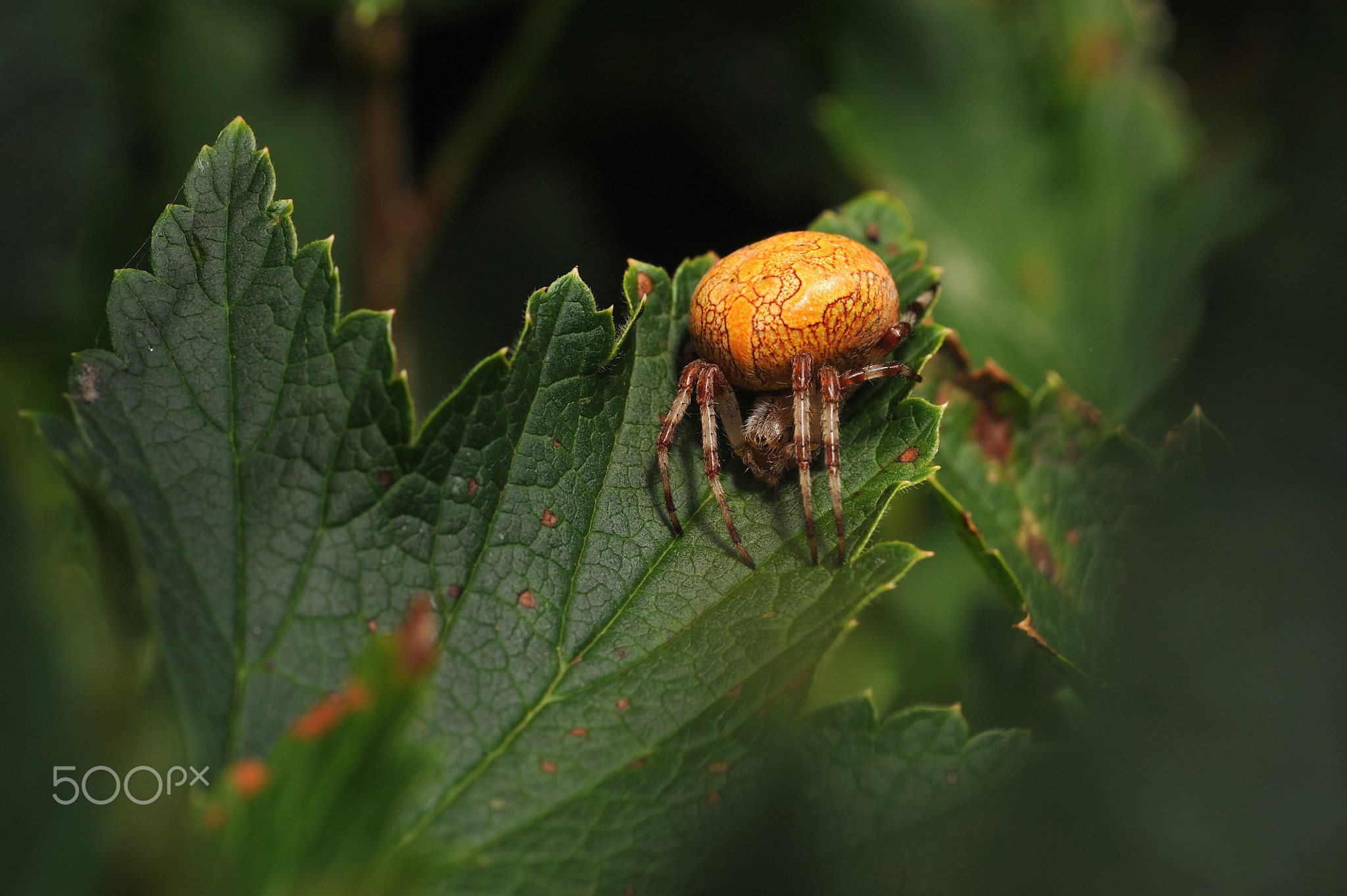 Araneus marmoreus