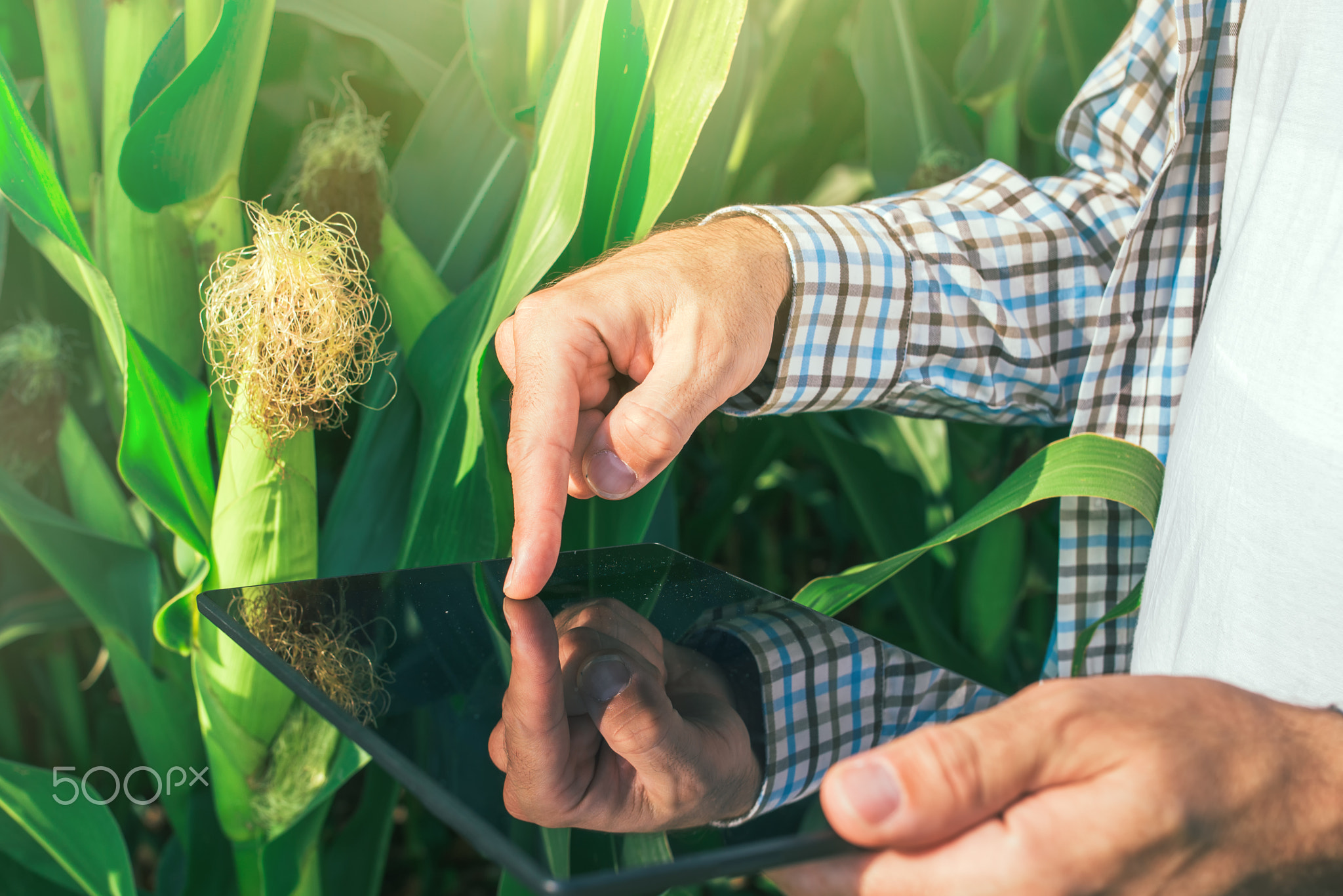 Farmer using digital tablet computer in corn field