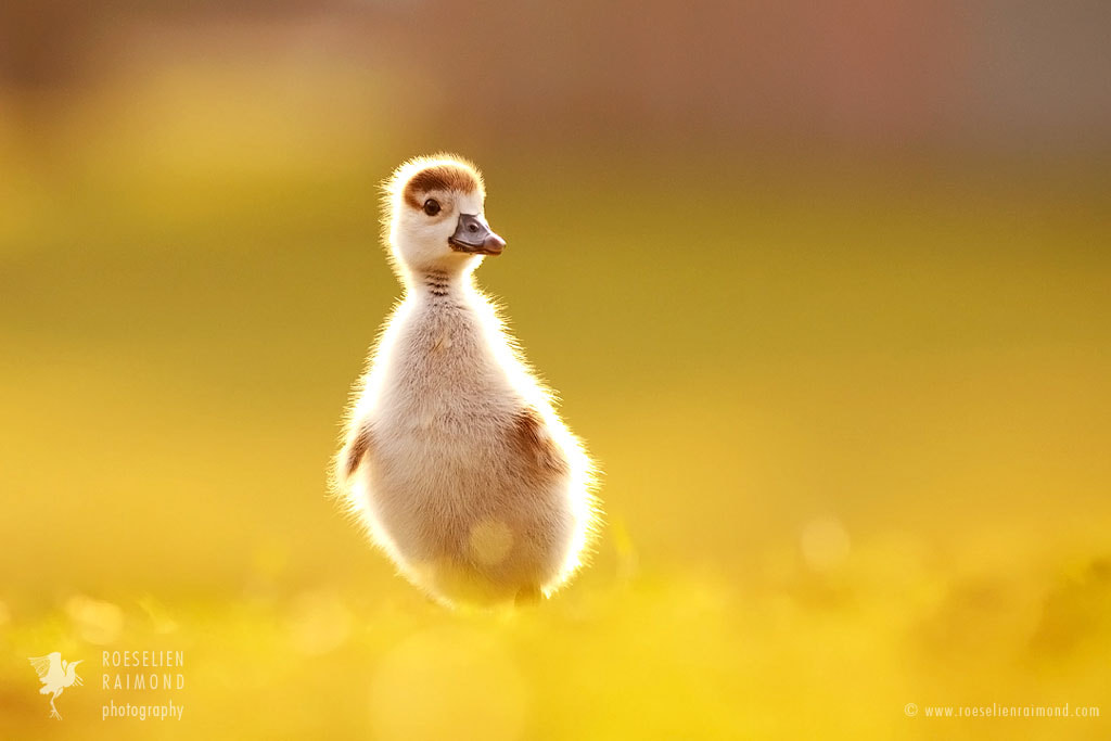 可愛い鳥の写真枚集めました どれもとっても素敵です トリカゴネット いろんな鳥の動画像