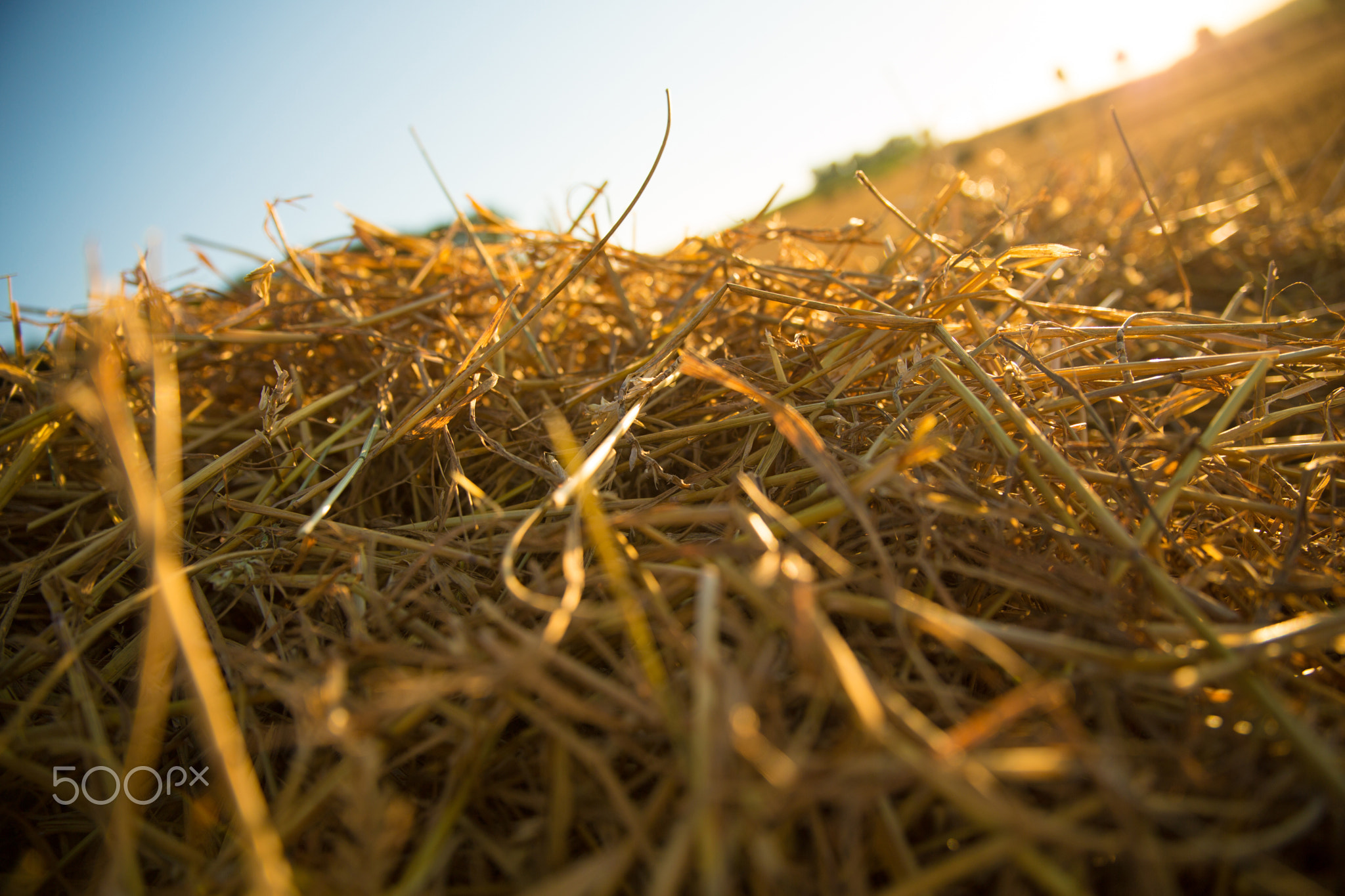 Hay in the sunset