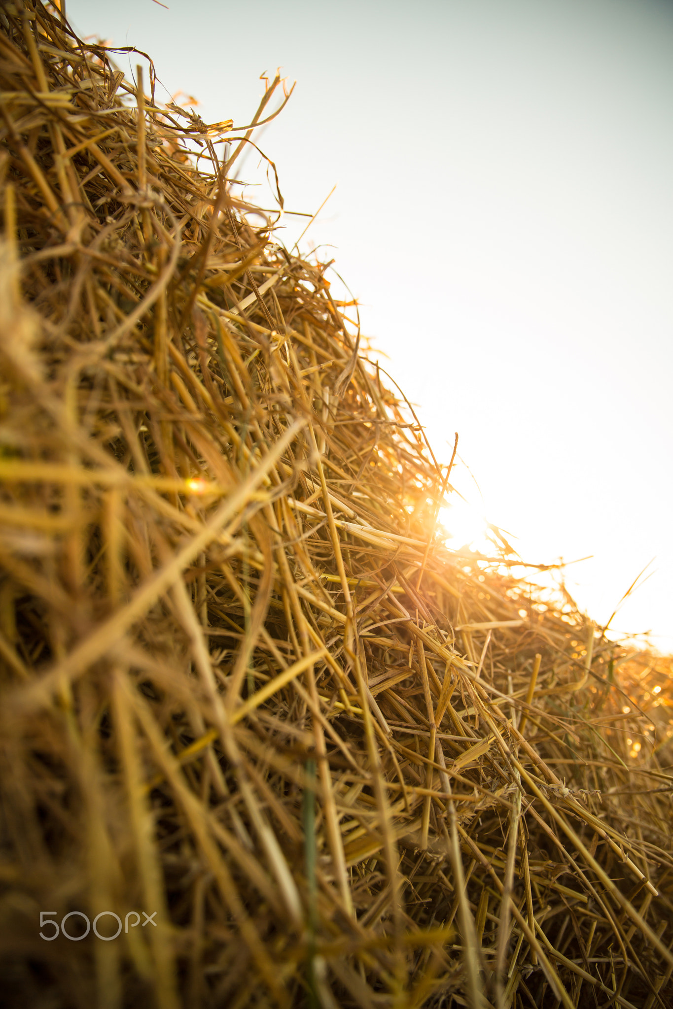 Hay in the sunset