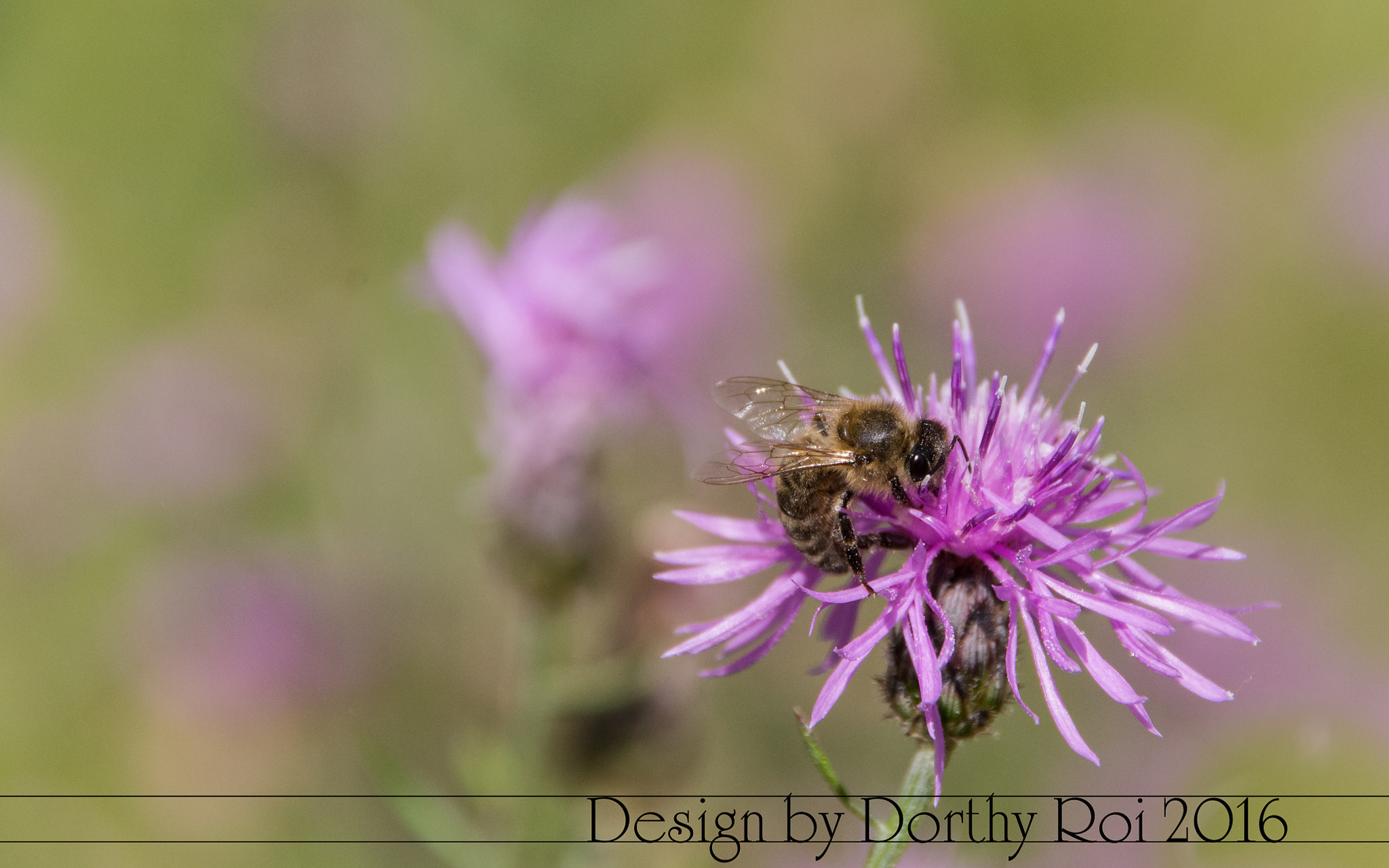 Pentax K-1 sample photo. Birthday road trip photography