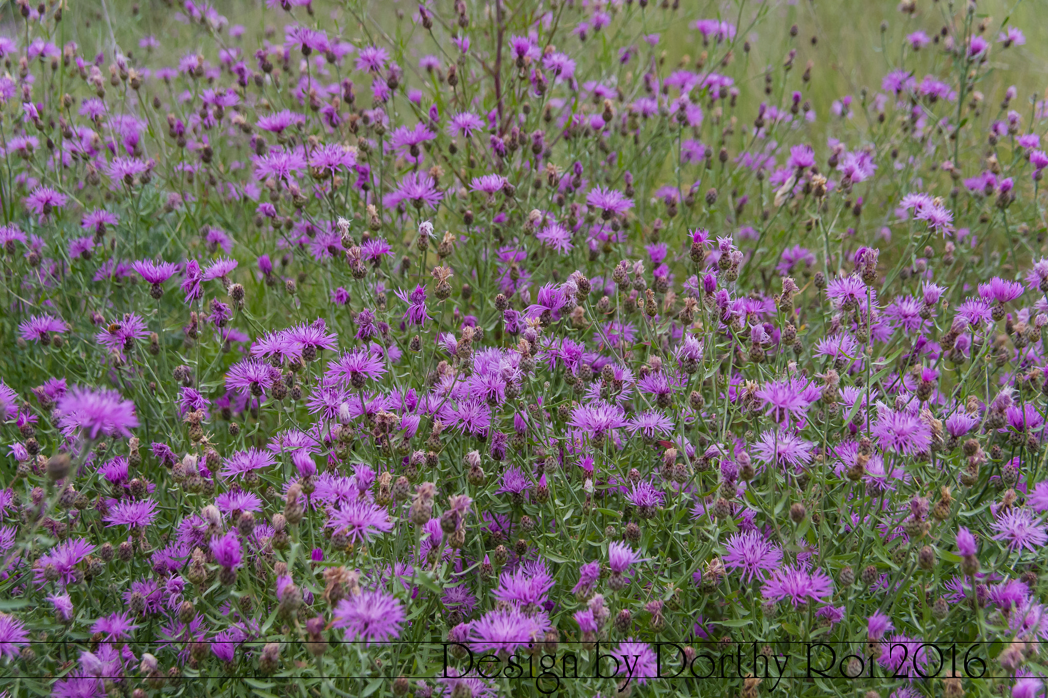 Pentax K-1 sample photo. Birthday road trip photography
