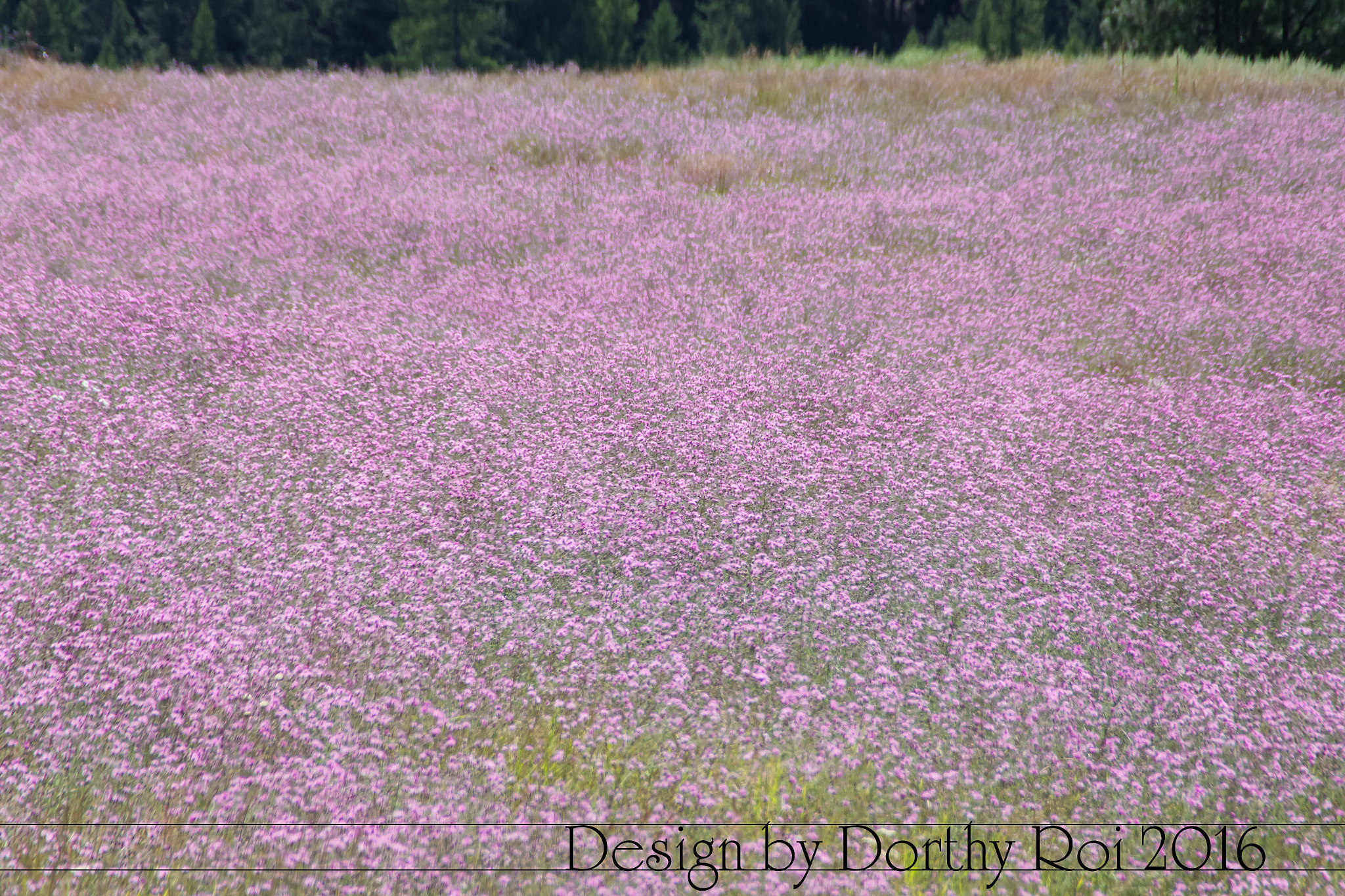 Pentax K-1 sample photo. Birthday road trip photography