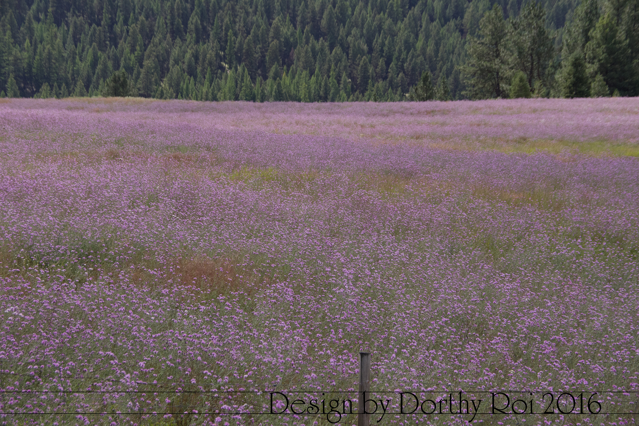 Pentax K-1 sample photo. Birthday road trip photography