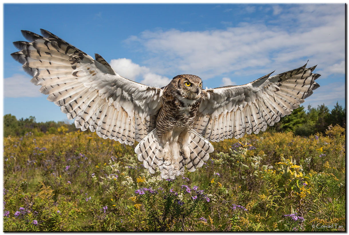 Great Horned Owl Wingspan! by Conrad Tan - Photo 16729623 / 500px