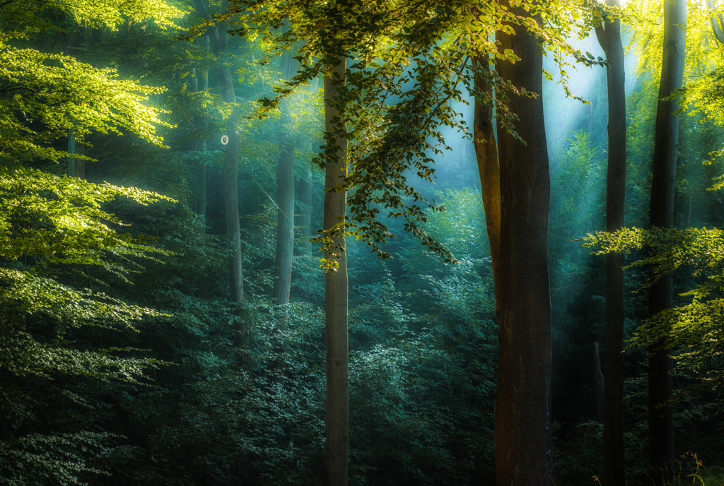 Morning Prelude by Marek Boguszak on 500px.com