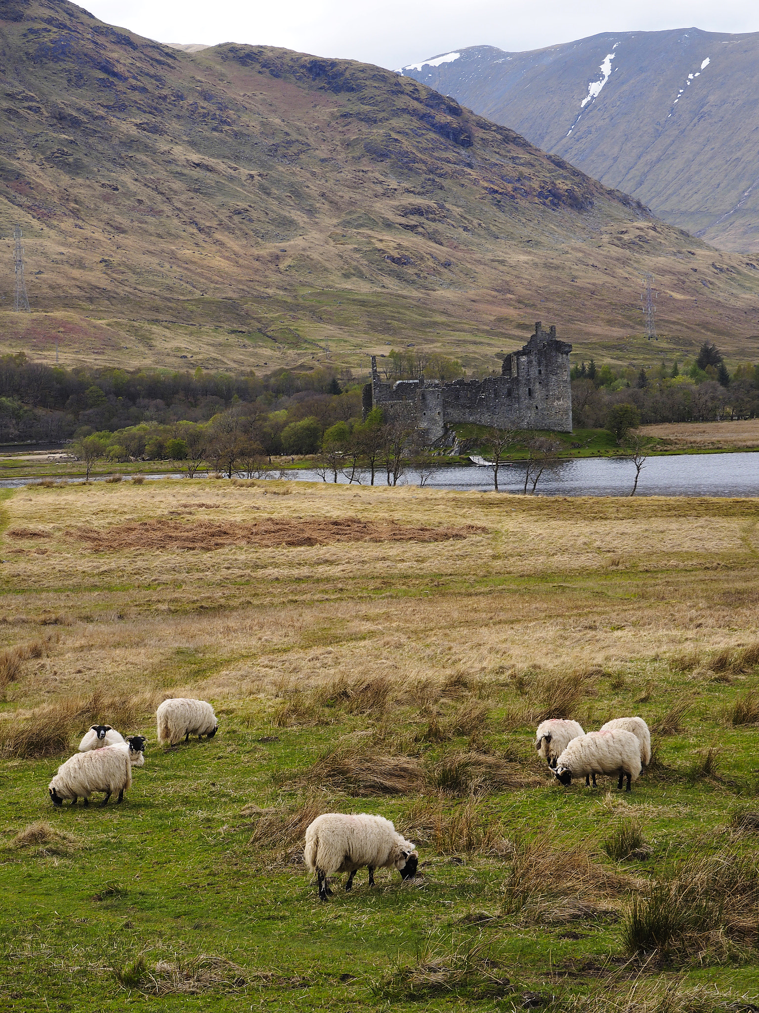 Olympus OM-D E-M1 sample photo. Portrait image of kilchurn castle with sheep grazing in the foreground photography