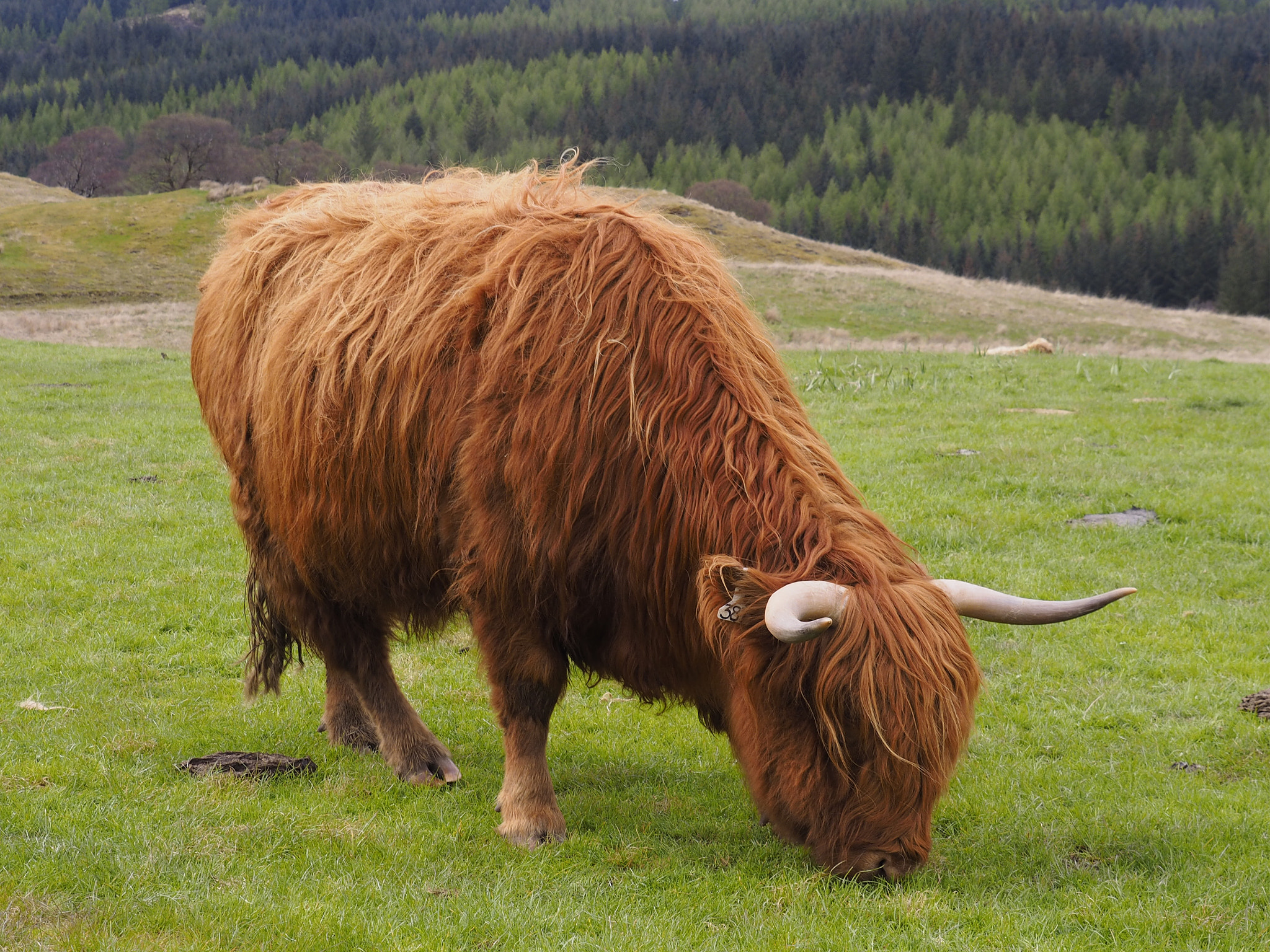 Olympus OM-D E-M1 sample photo. Closeup of a huge scottish long haired cow grazing near oben, scotland. photography