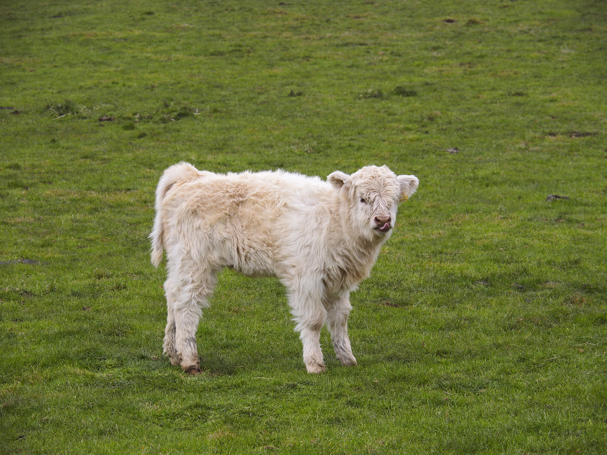 Olympus OM-D E-M1 sample photo. Cute scottish cow calf grazing near oben, scotland. photography