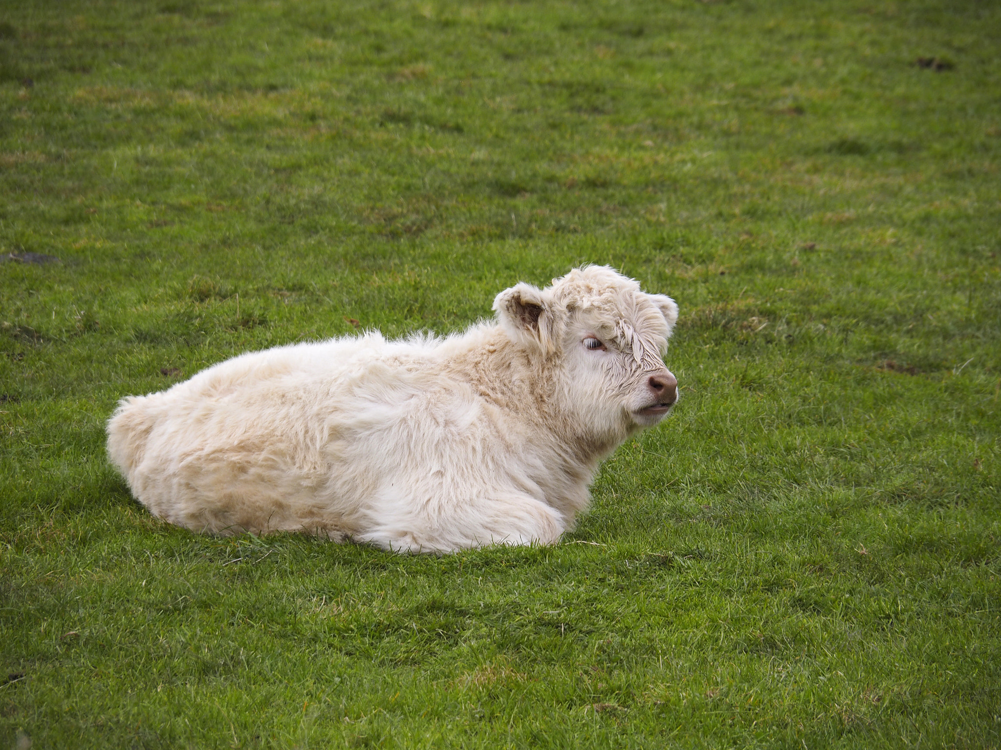 Olympus OM-D E-M1 sample photo. Cute scottish long haired calf grazing near oben, scotland. photography