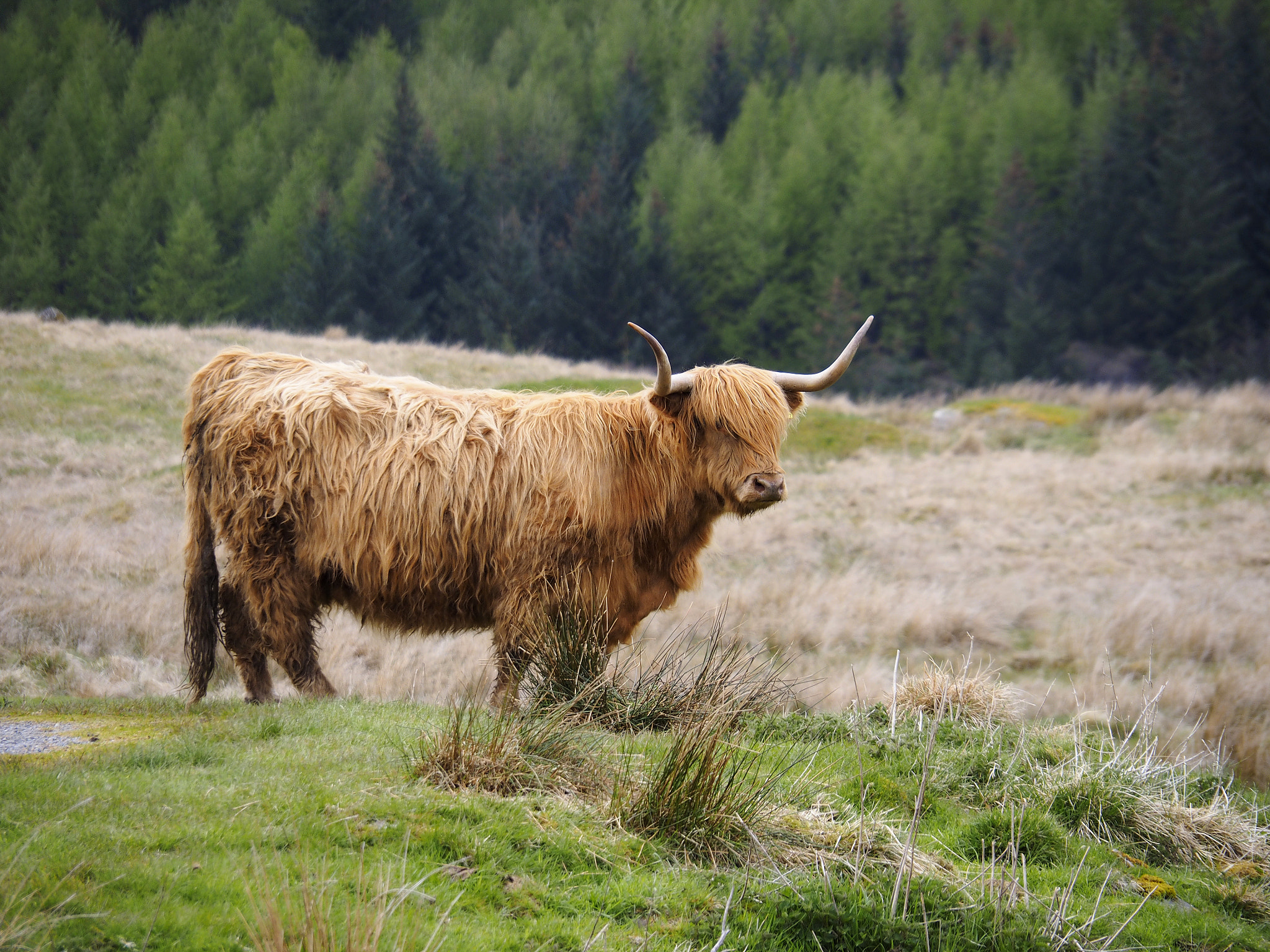 Olympus OM-D E-M1 sample photo. Scottish cattle grazing near oben, scotland. photography