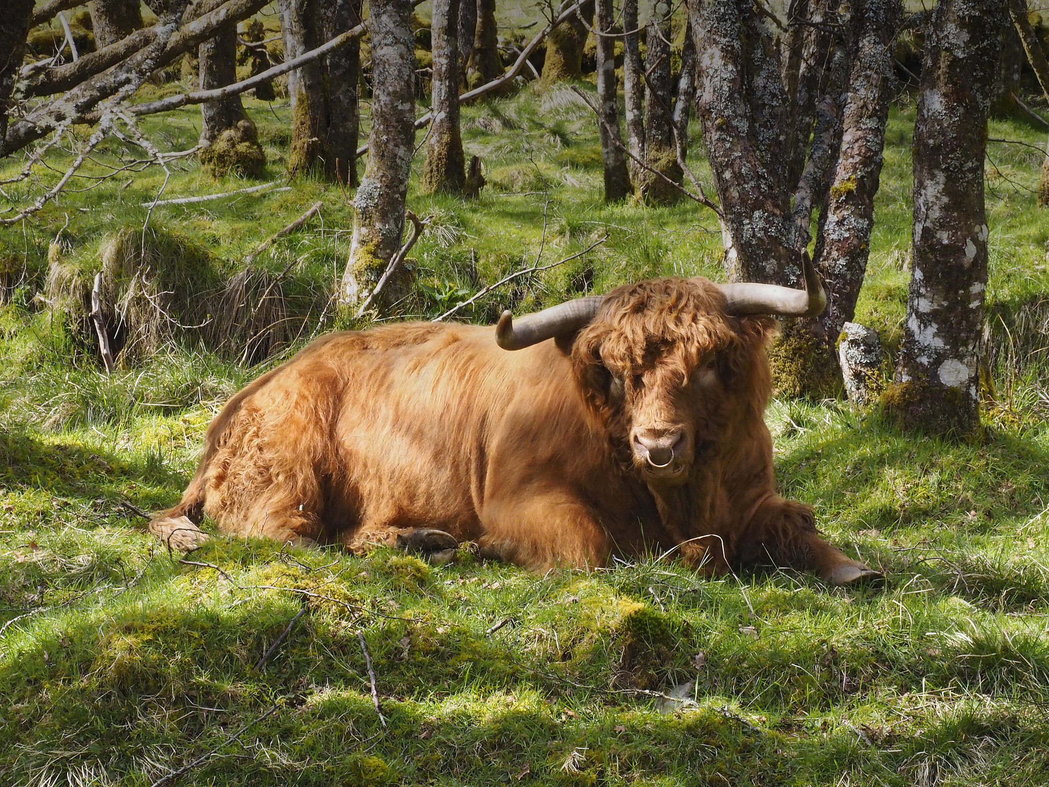 Olympus OM-D E-M1 sample photo. Really huge scottish cow lazing in the sunshine at portsonachan on loch awe photography