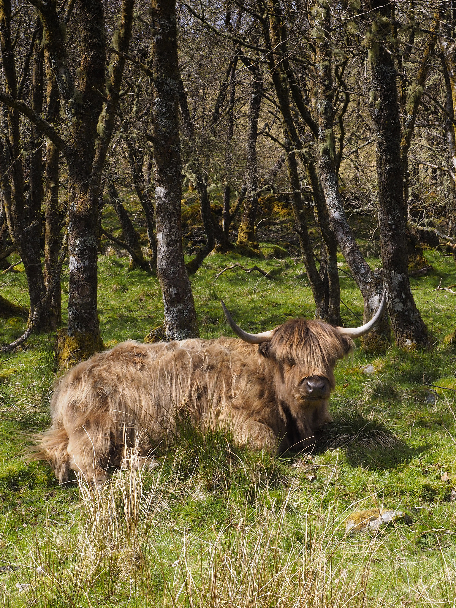 Olympus OM-D E-M1 sample photo. Scottish cattle lazing in the sunshine at portsonachan on loch awe photography