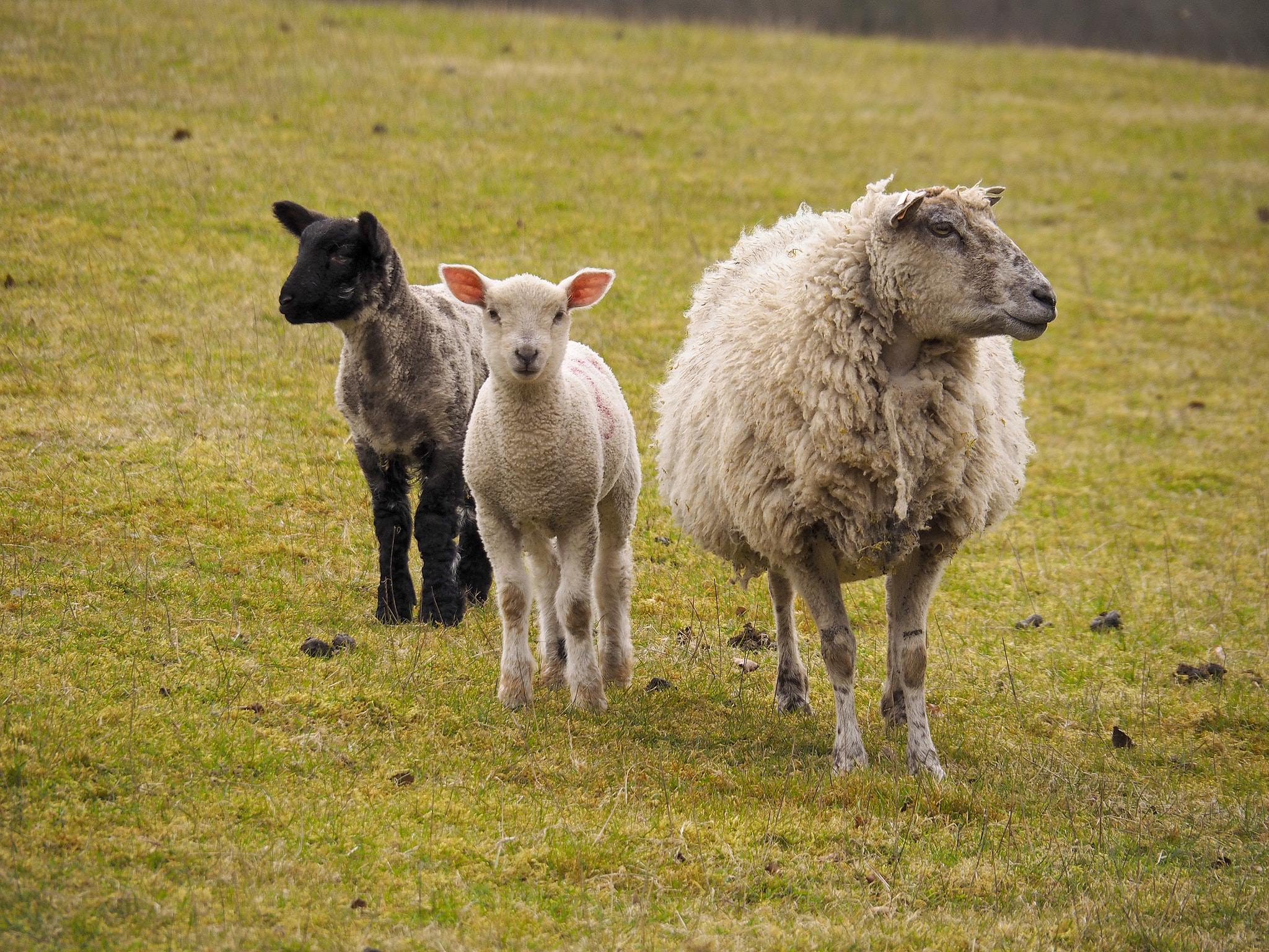 Olympus OM-D E-M1 sample photo. Sheep and two lambs spring time in uk photography