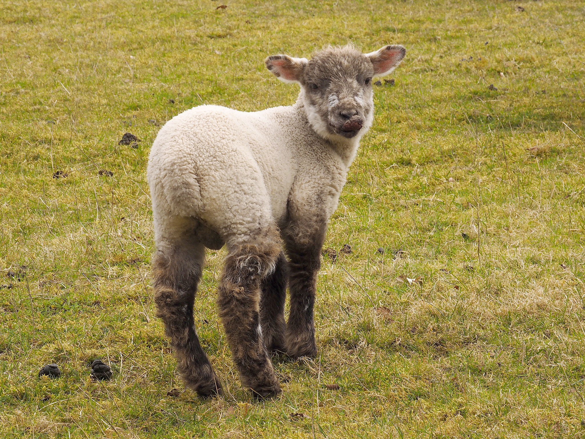 Olympus OM-D E-M1 sample photo. Cure spring lamb lookin at the camera photography