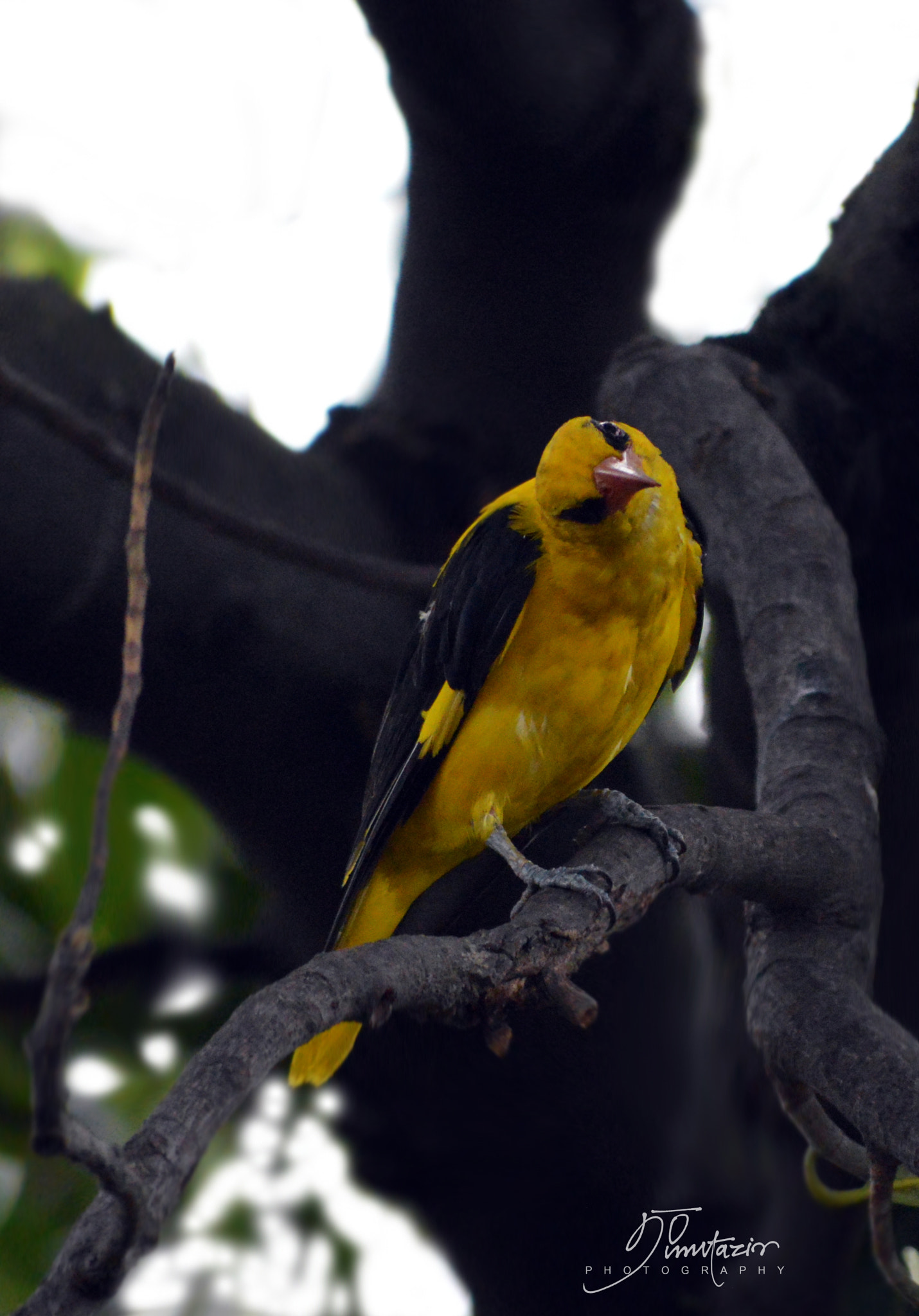 Nikon D3200 + AF Nikkor 28mm f/2.8 sample photo. Golden oriole photography