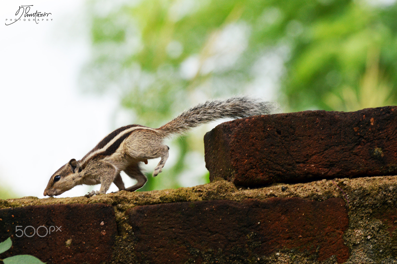 Nikon D3200 + Sigma 50-100mm F1.8 DC HSM Art sample photo. Running squirrel photography