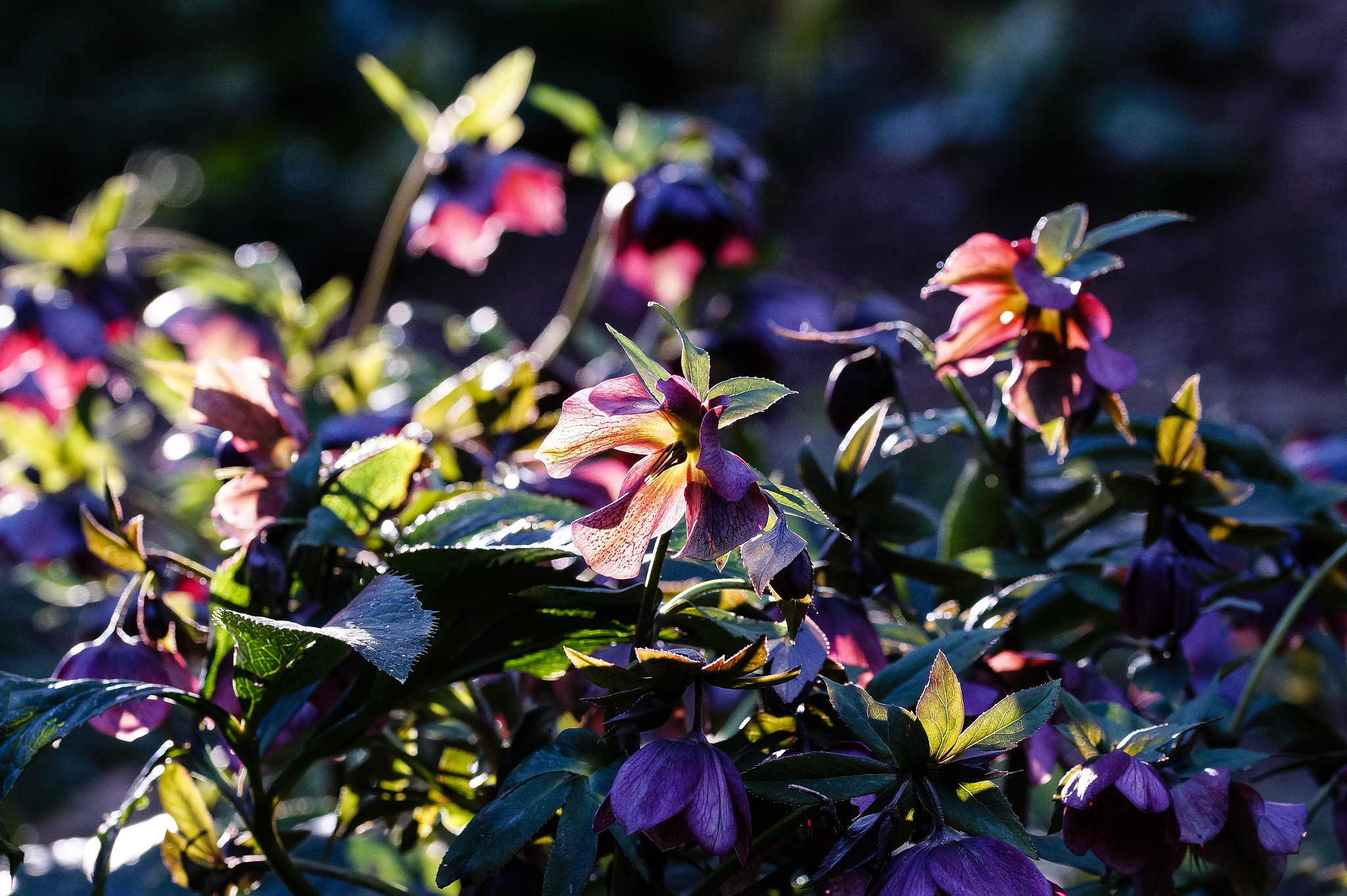 Sony SLT-A58 + 105mm F2.8 sample photo. Ml_20160808_06 photography