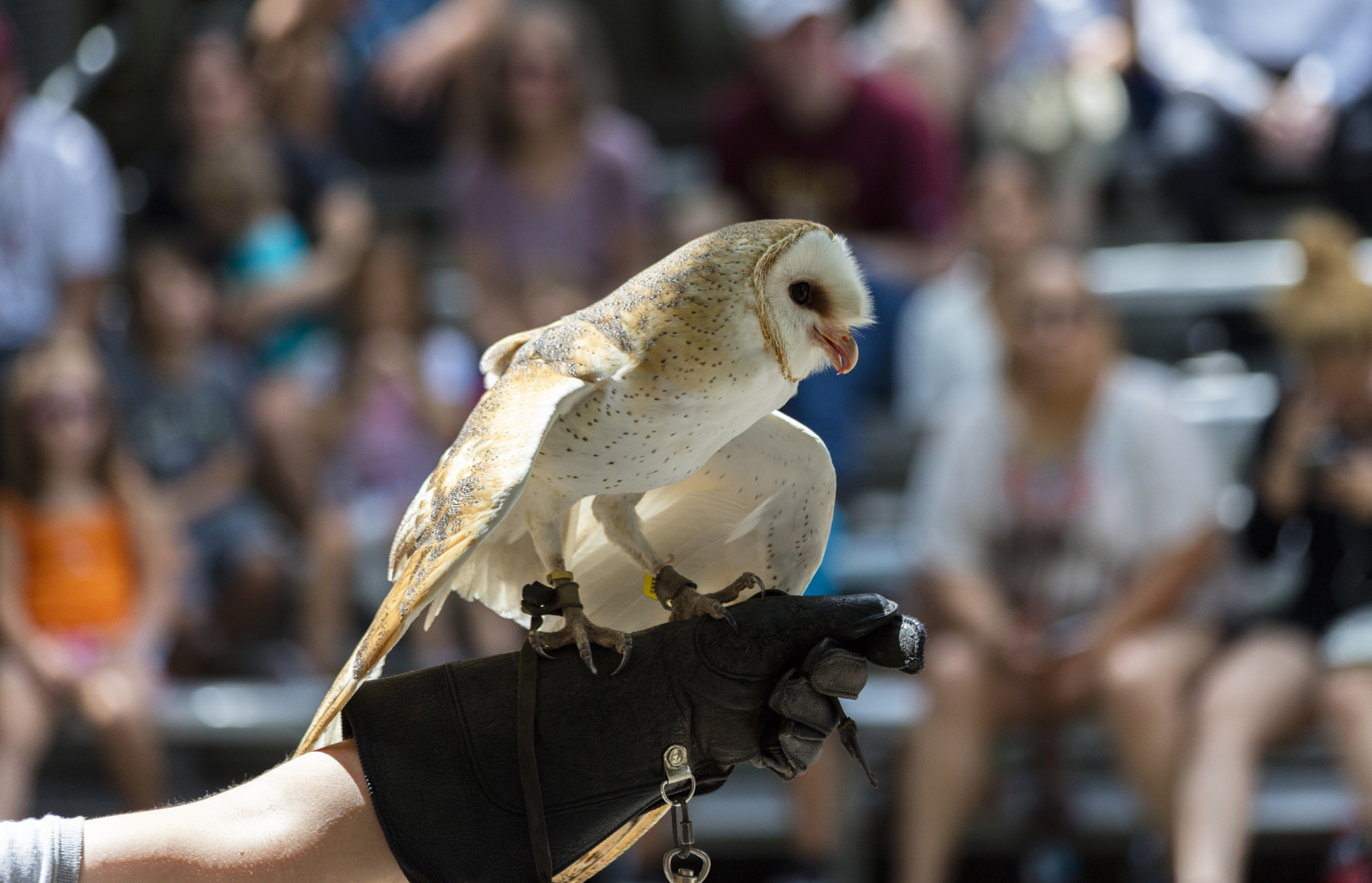 Canon EOS 5DS sample photo. Owl photography