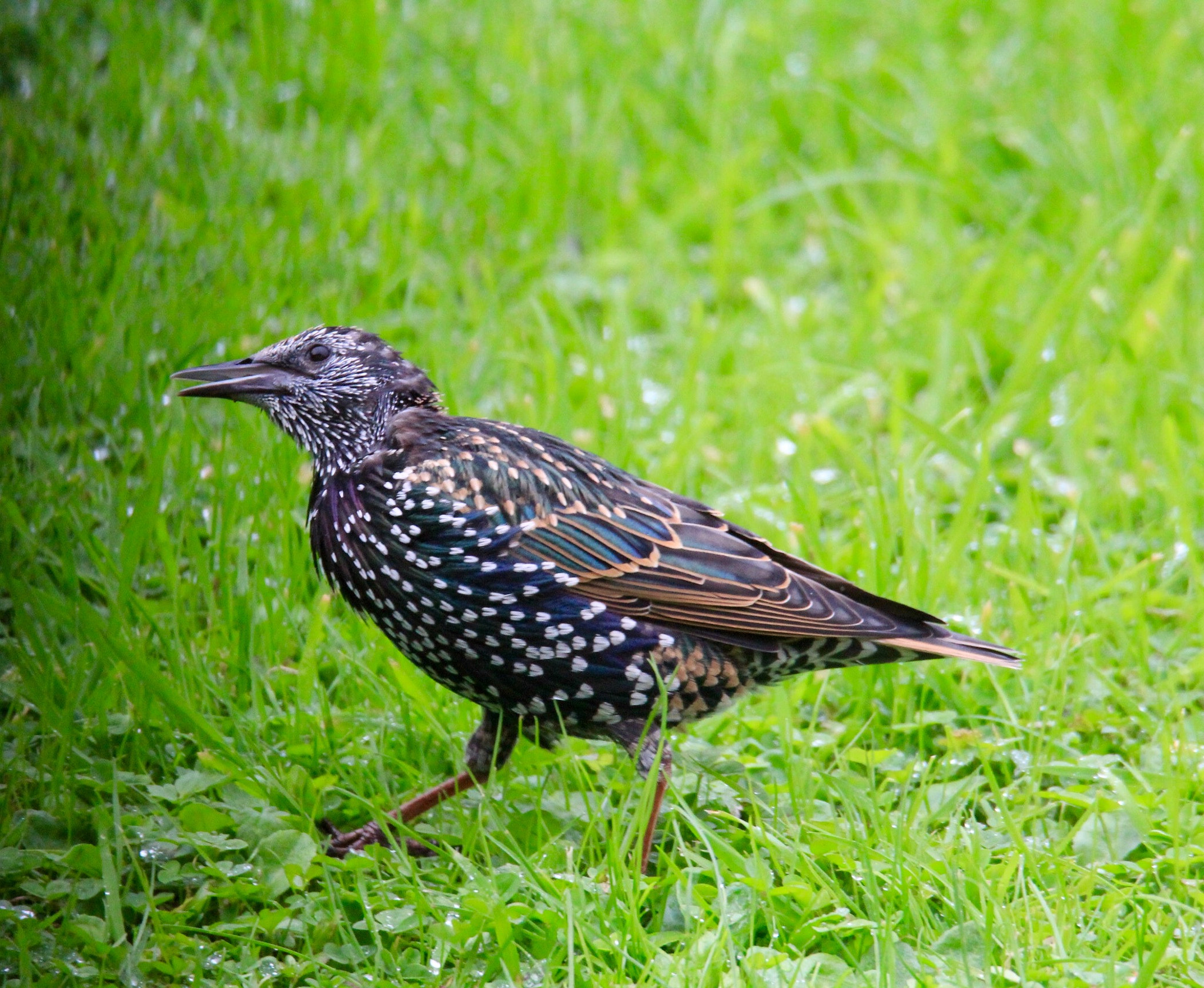 Tamron SP 150-600mm F5-6.3 Di VC USD sample photo. Singing starling. photography