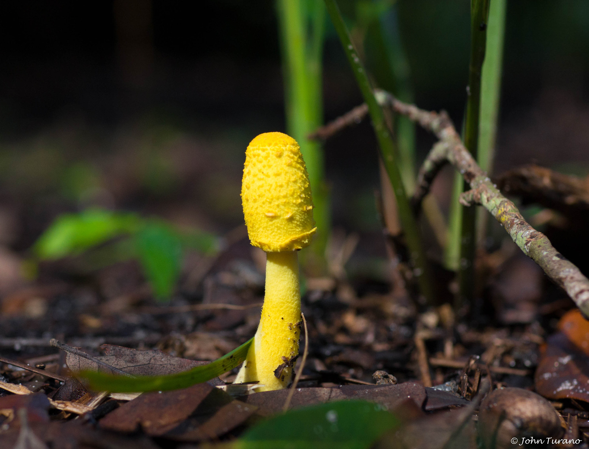 Sigma 30mm F1.4 DC DN | C sample photo. Standing tall photography