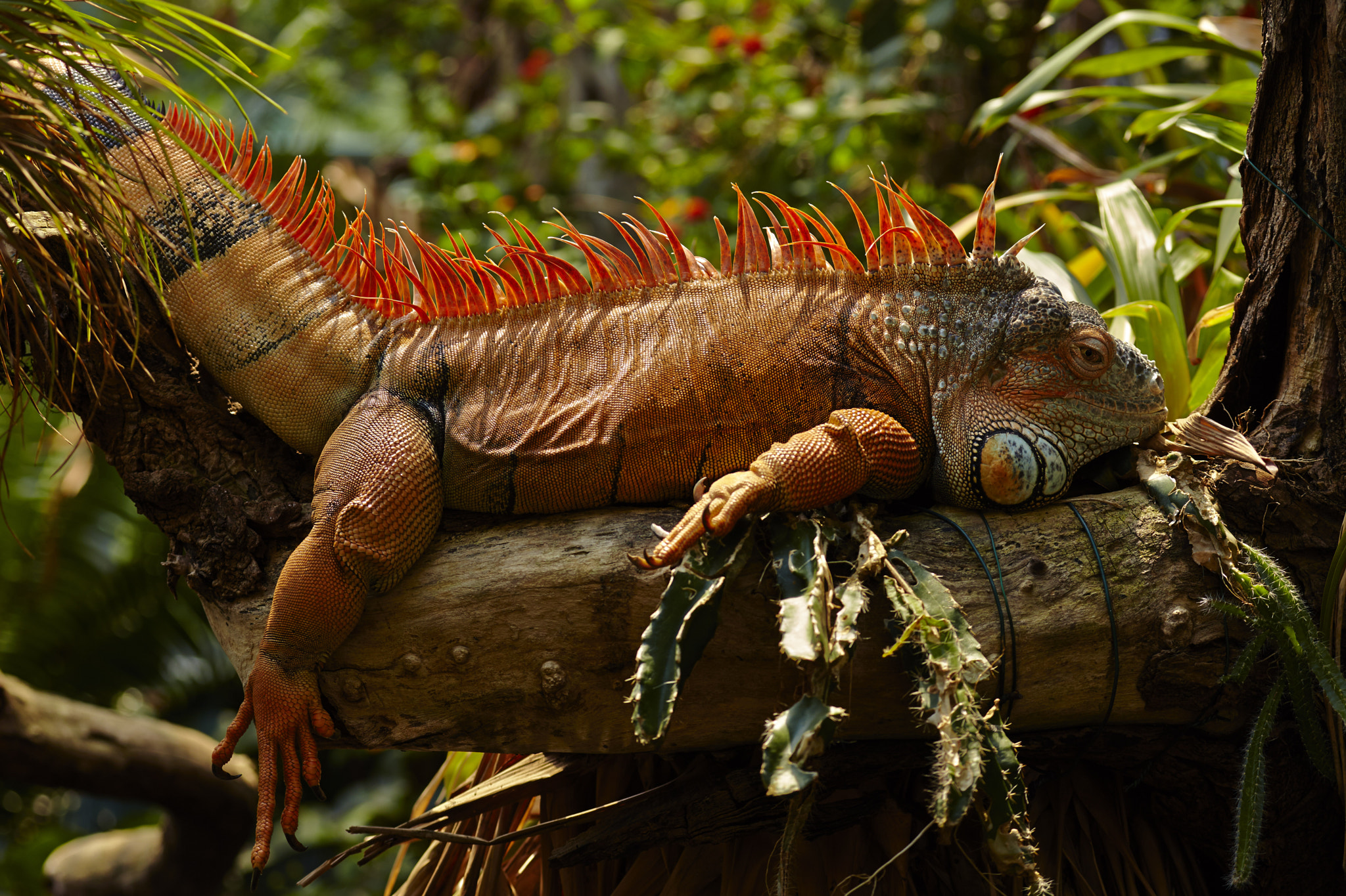 Canon EF 100-400mm F4.5-5.6L IS USM sample photo. Dragon photography