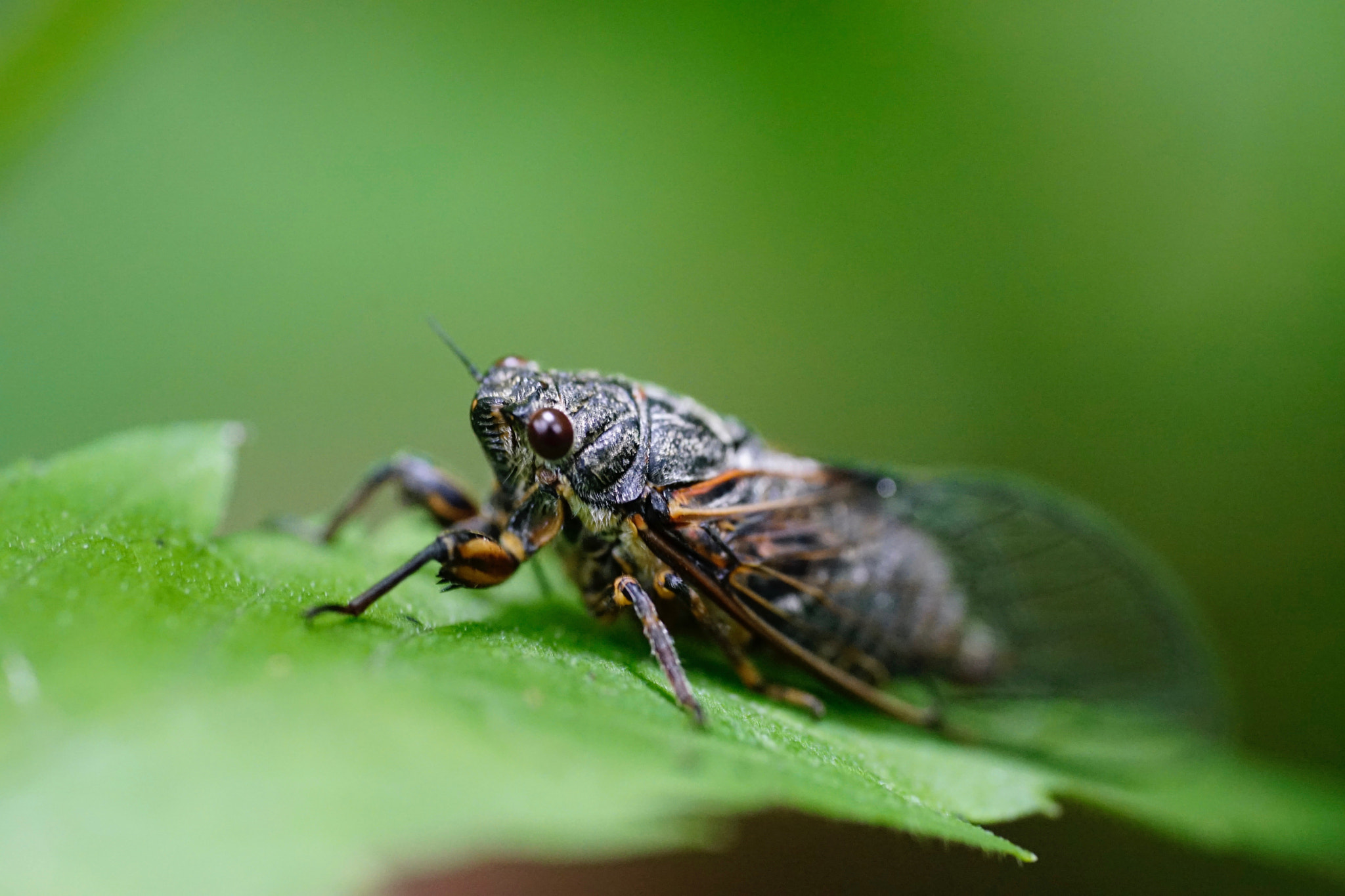 Sony a7 II + Sony FE 90mm F2.8 Macro G OSS sample photo. 知了 photography