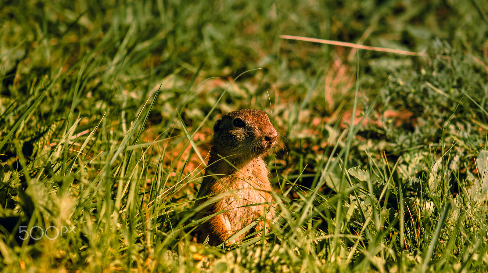 Canon EOS 760D (EOS Rebel T6s / EOS 8000D) + EF75-300mm f/4-5.6 sample photo. Hamster photography