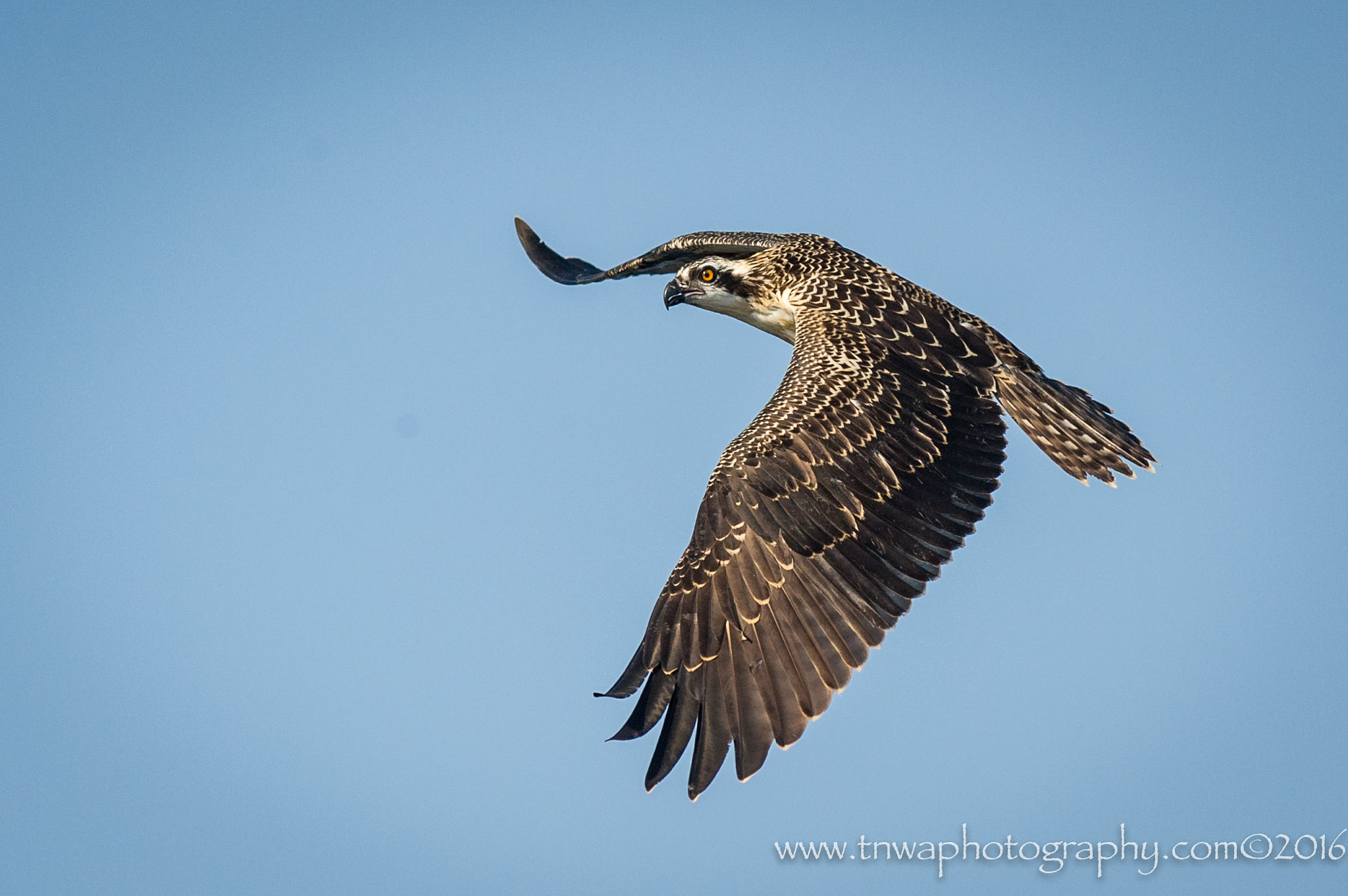 Nikon AF-S Nikkor 300mm F2.8G ED-IF VR sample photo. How am i doing? photography