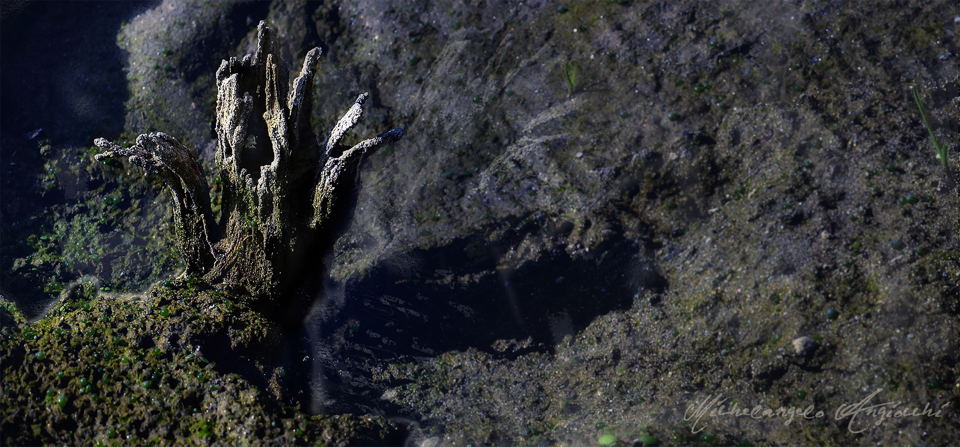 AF Zoom-Nikkor 35-70mm f/3.3-4.5 N sample photo. Little swamp photography