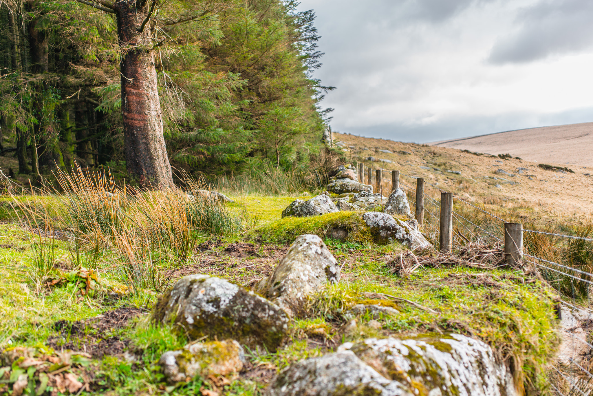 Nikon D800 + Sigma 50mm F2.8 EX DG Macro sample photo. Dartmoor photography