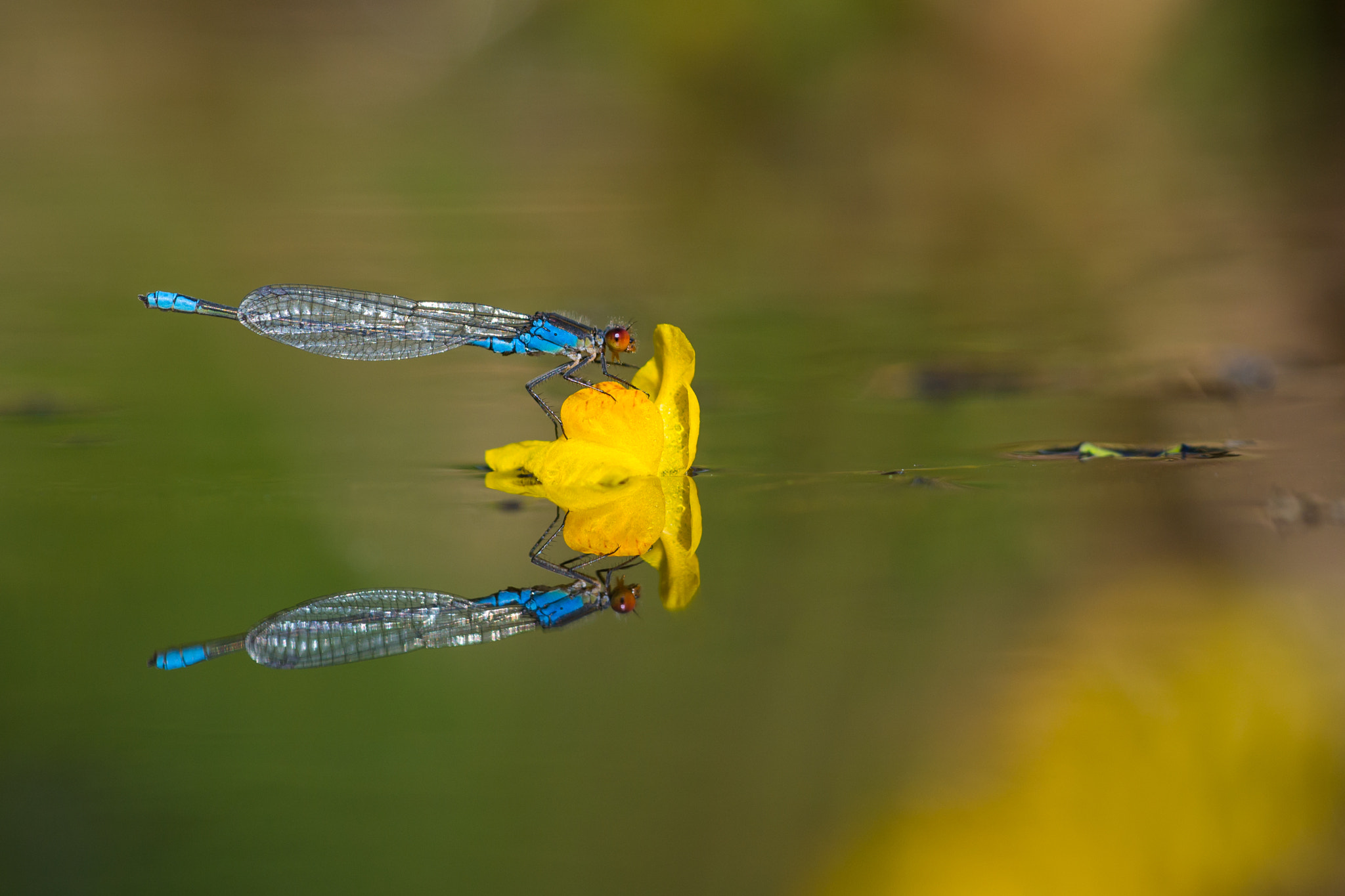 Nikon D3100 + Sigma 150mm F2.8 EX DG Macro HSM sample photo. Mirror photography