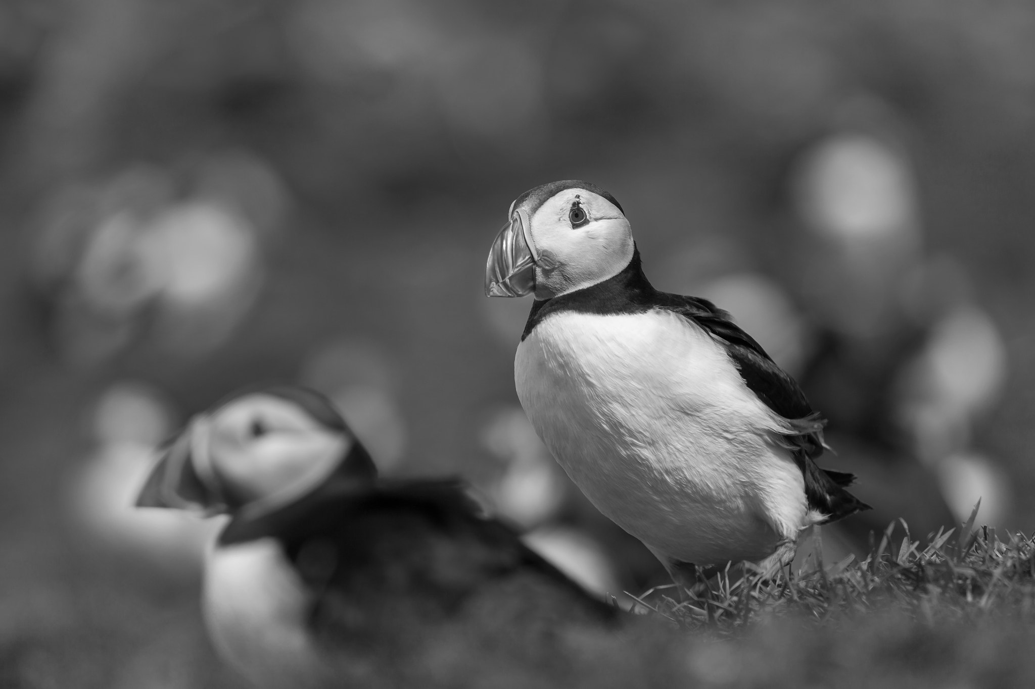 Canon EF 100-400mm F4.5-5.6L IS USM sample photo. Mr. puffi photography