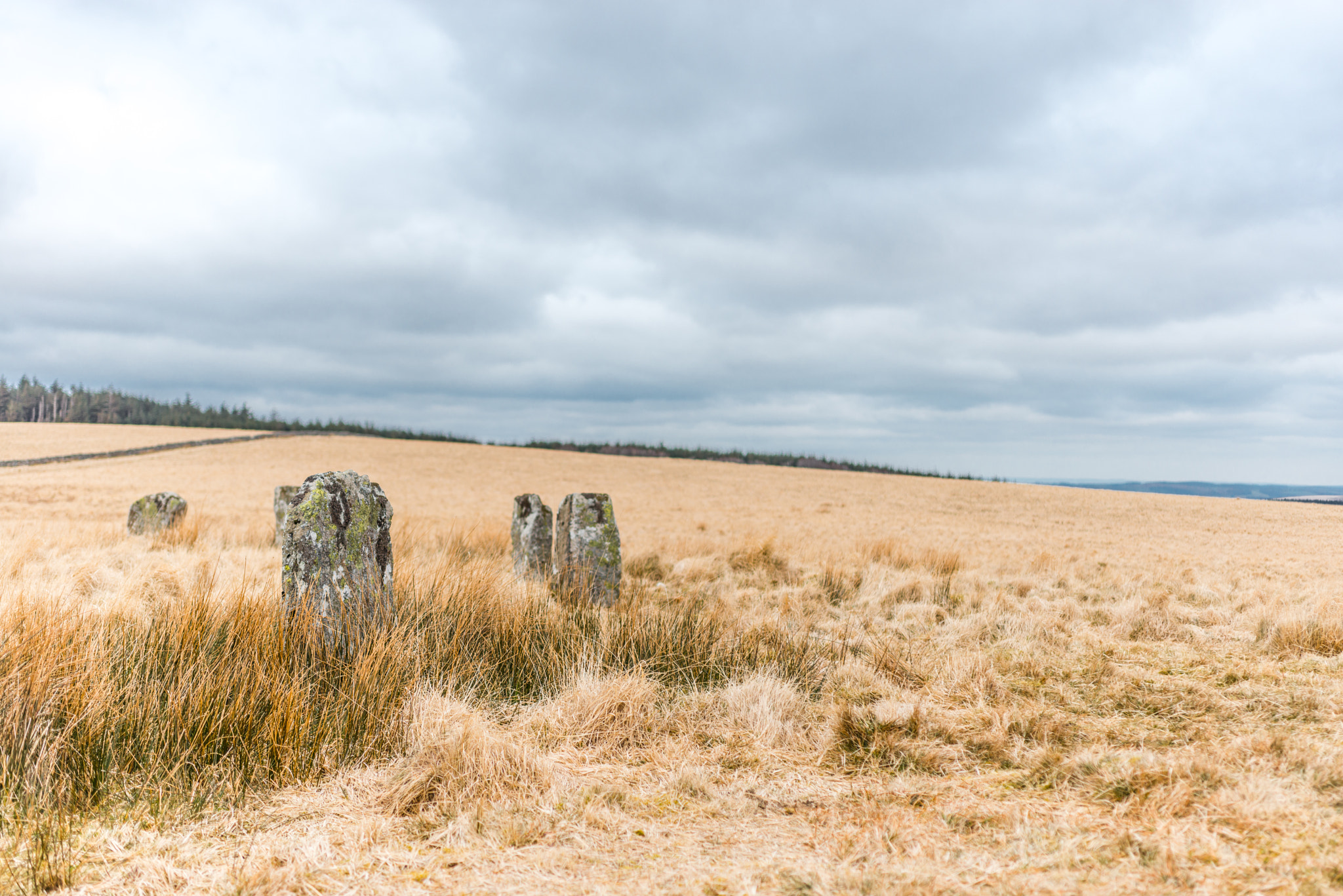 Nikon D800 + Sigma 50mm F2.8 EX DG Macro sample photo. Grey wethers photography