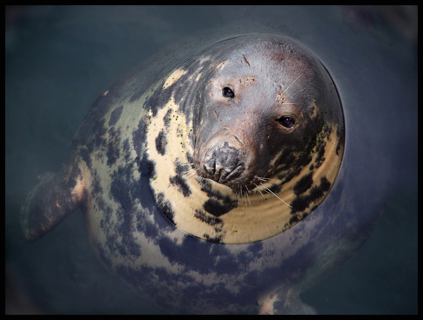 Olympus E-600 (EVOLT E-600) sample photo. Grey seal at eyemouth harbour photography