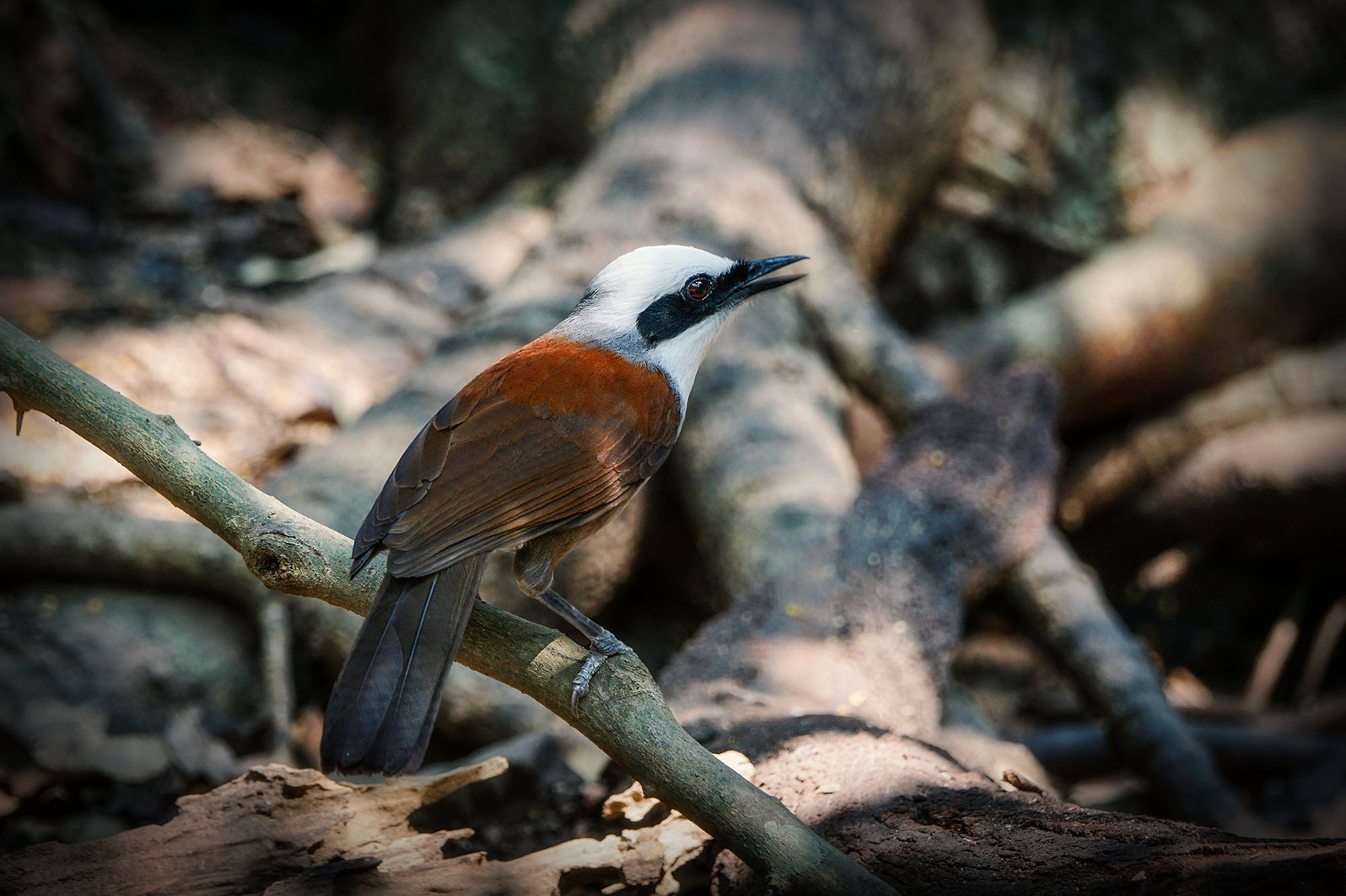 Sony ILCA-77M2 + Sony 70-400mm F4-5.6 G SSM II sample photo. White-crested laughingthrush photography