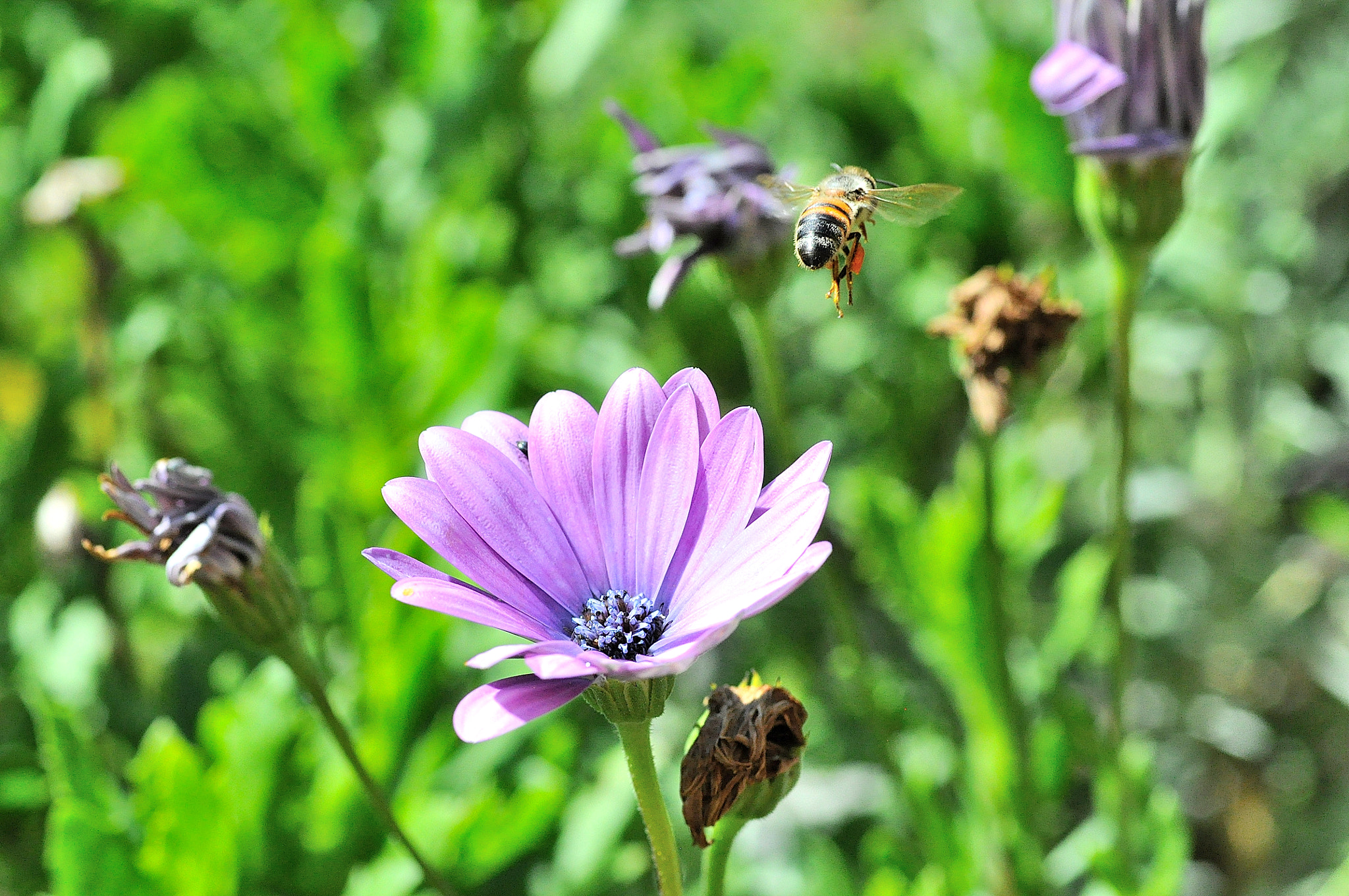 Sigma 105mm F2.8 EX DG Macro sample photo. Flying bee photography