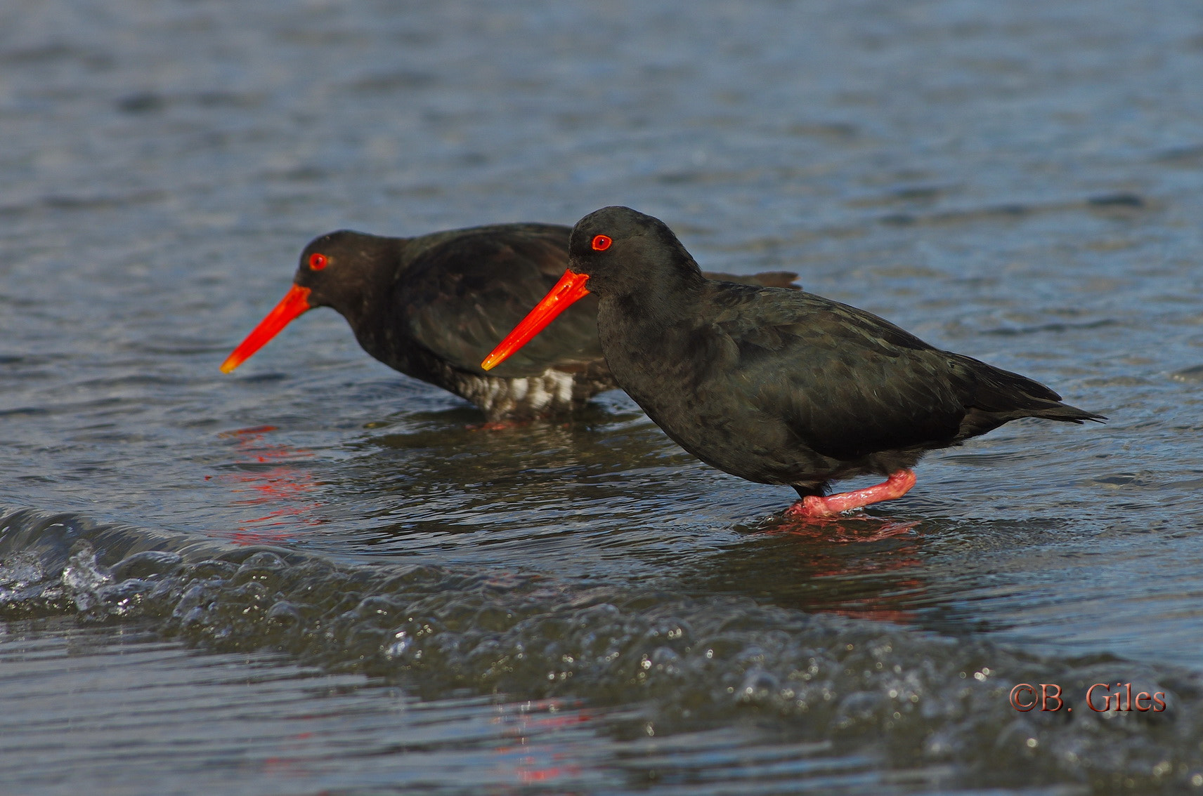 Pentax smc DA* 60-250mm F4.0 ED (IF) SDM sample photo. Variable oystercatcher new zealand photography
