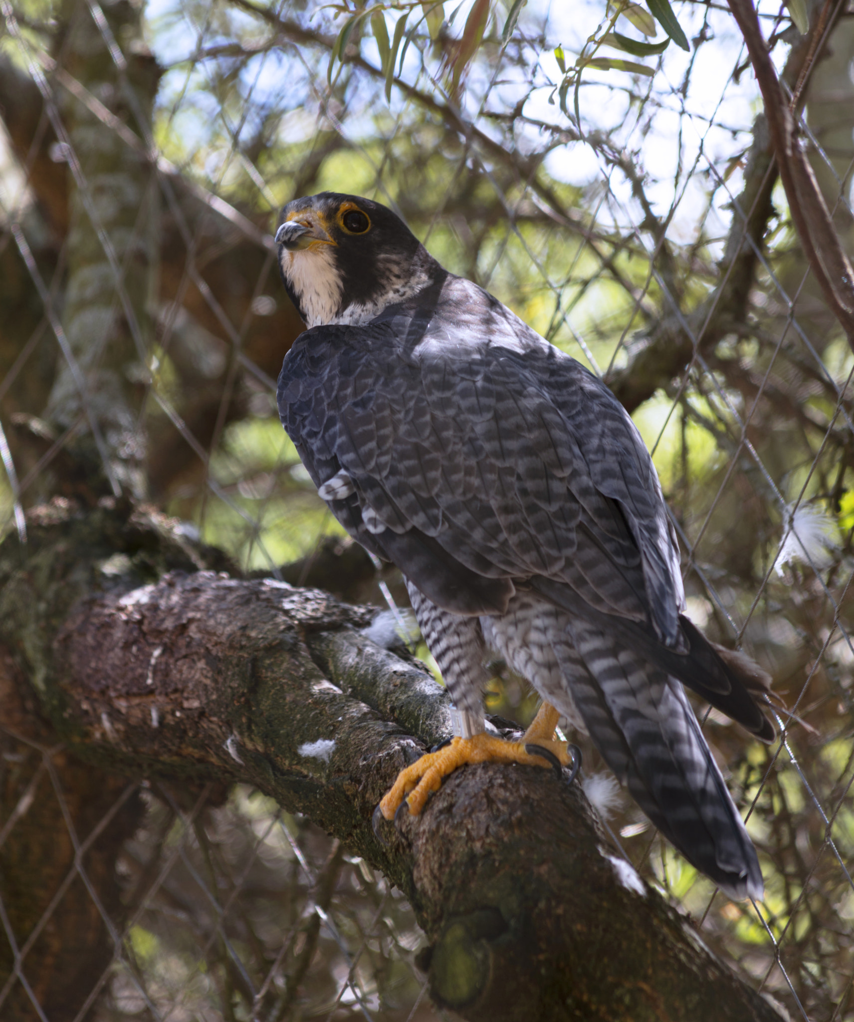 Canon EOS 5DS sample photo. Falcon photography
