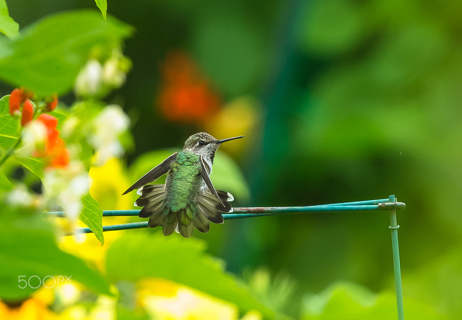Canon EF 300mm F2.8L IS II USM sample photo. Beauty of little bird photography