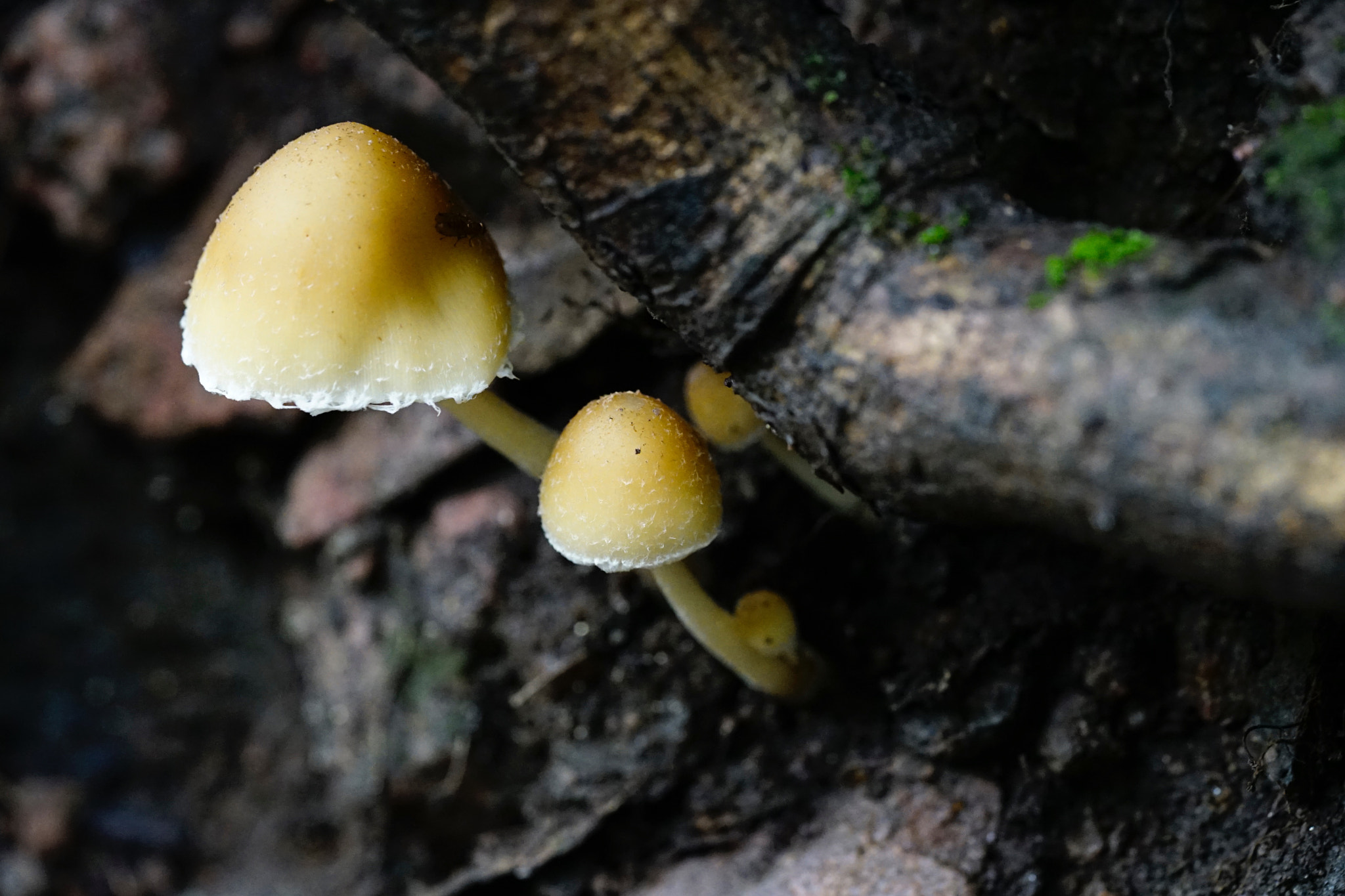 Sony a7 II + Sony FE 90mm F2.8 Macro G OSS sample photo. 幽谷幼菇 photography