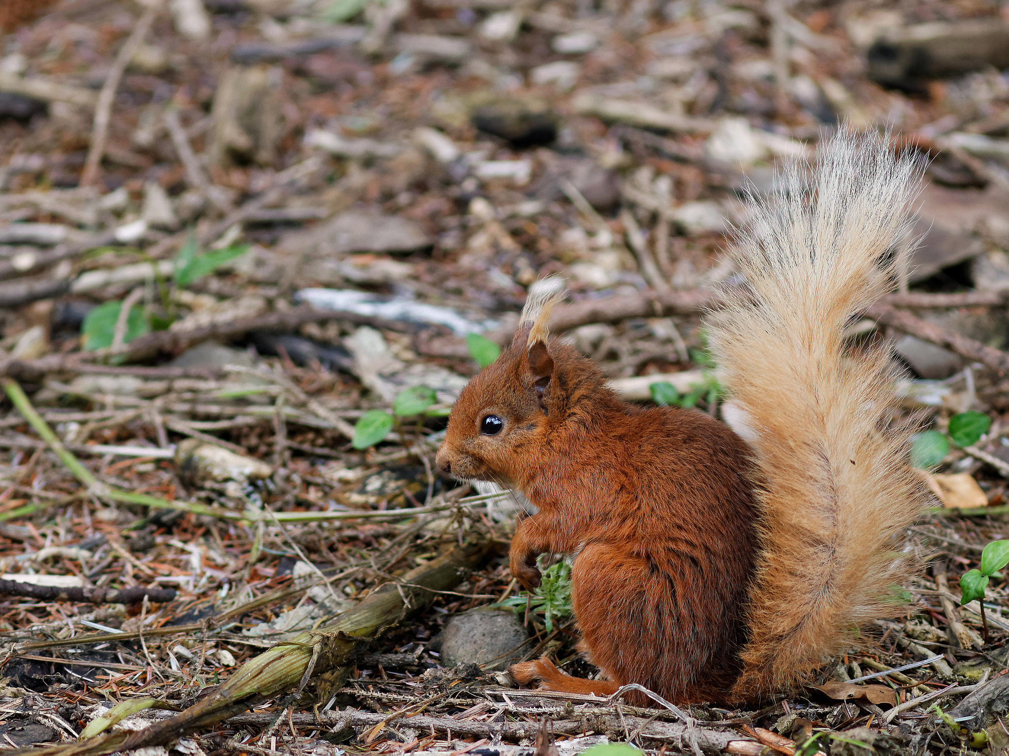 Canon EOS 550D (EOS Rebel T2i / EOS Kiss X4) + Canon EF 300mm F4L IS USM sample photo. A little red squirrel in ireland, ecureuil roux photography