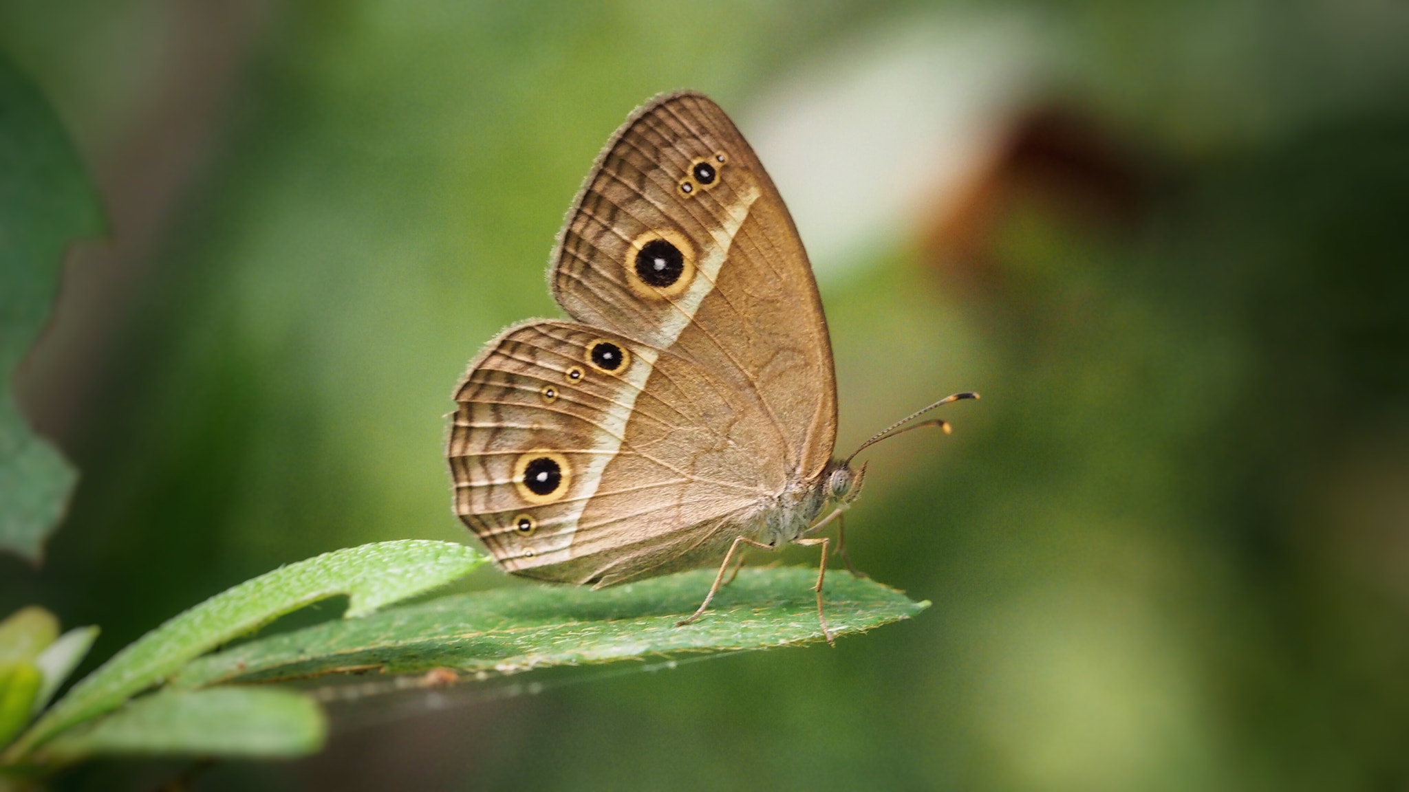 Olympus PEN E-PL7 sample photo. Chinese bushbrown photography